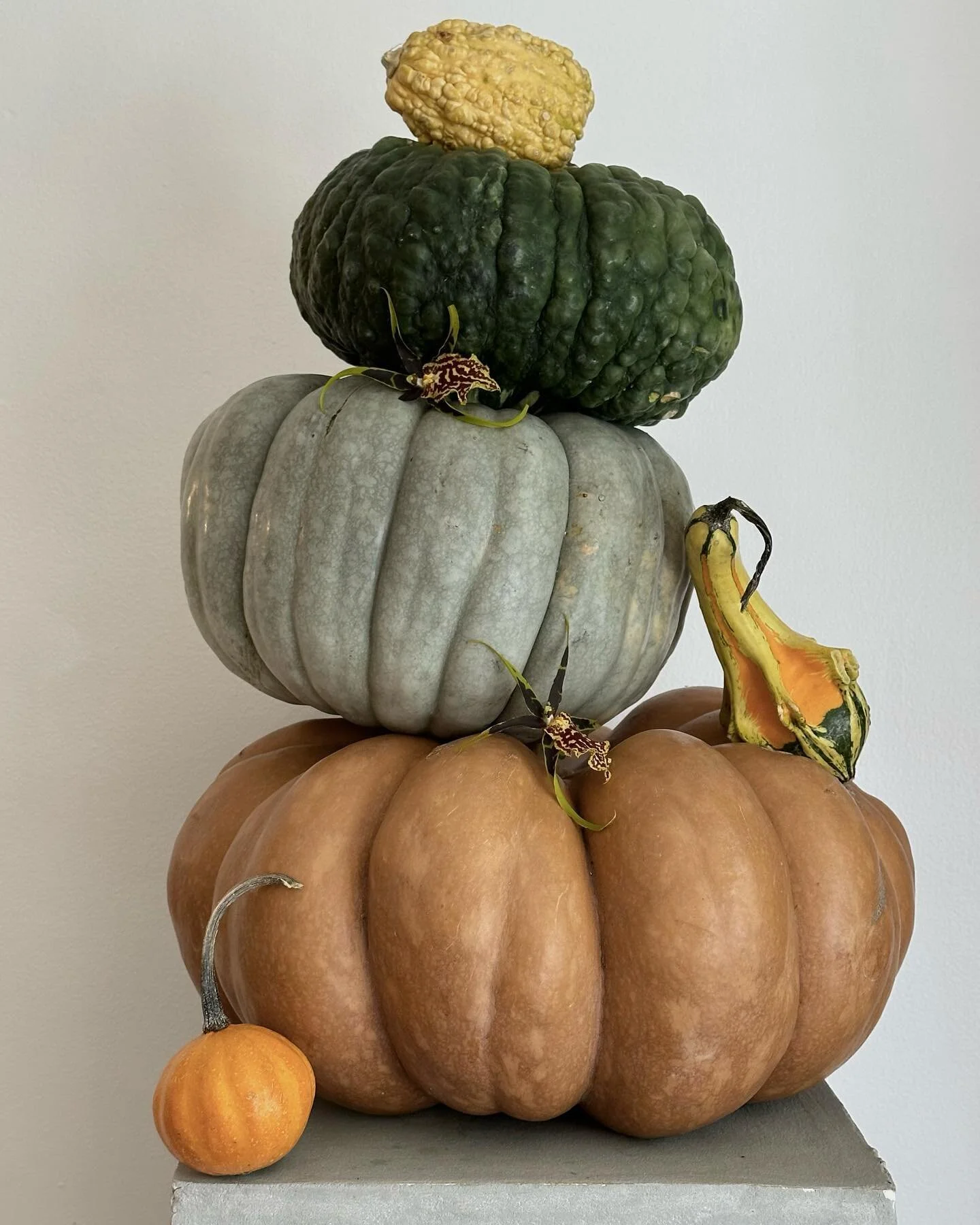 Pumpkin series