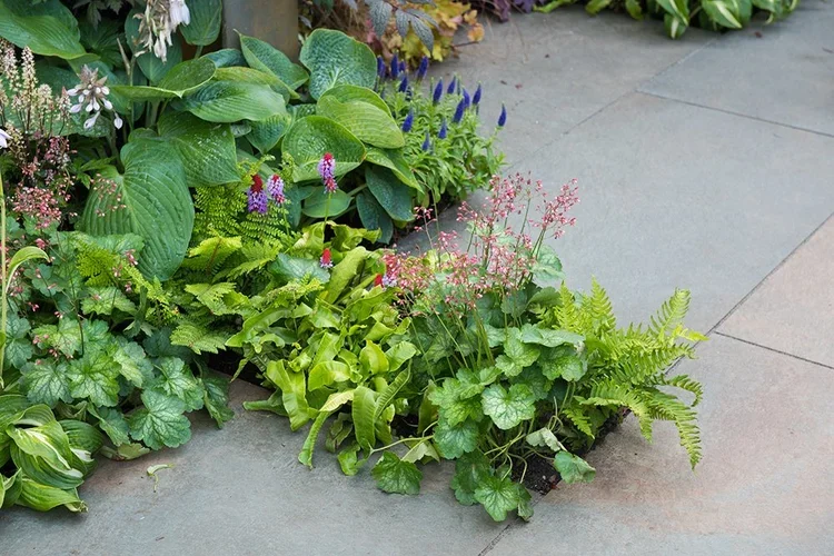Gardeners' World Live 2017