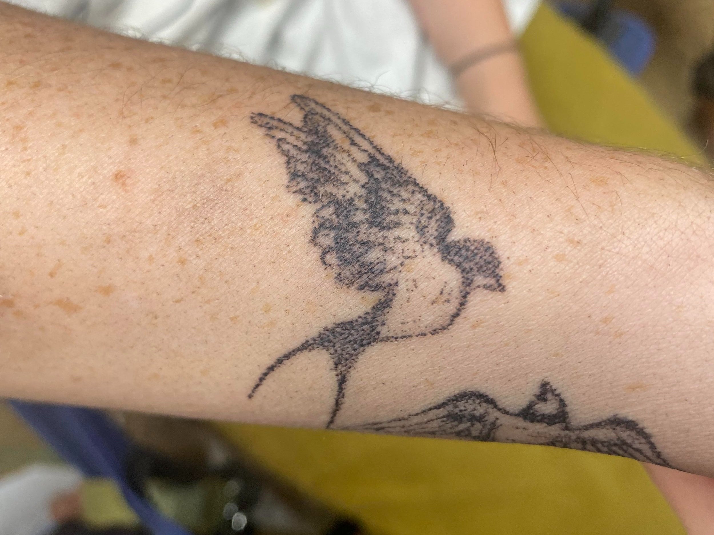 birdtat1.jpg