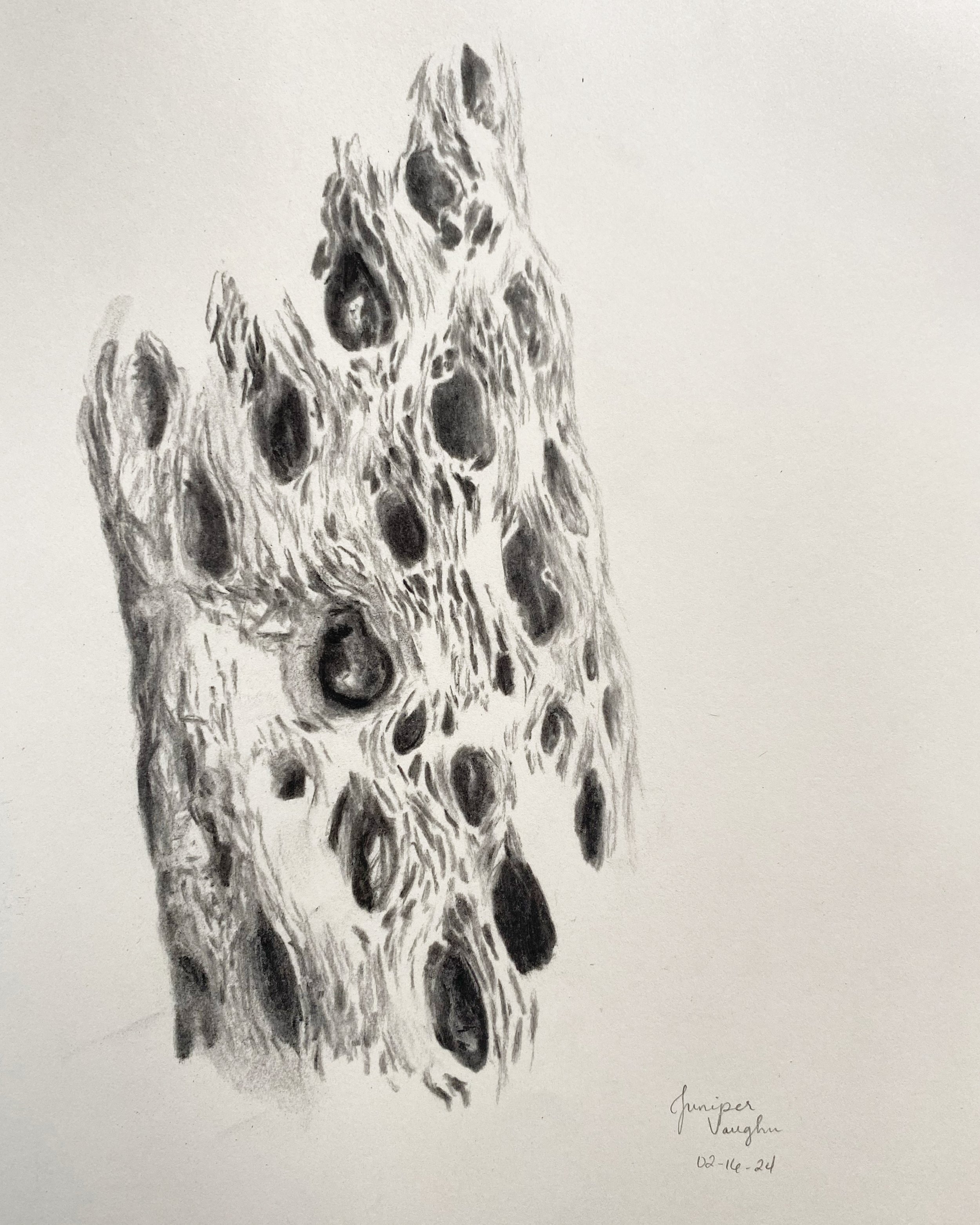 "Cholla" || 8.5x11" || 2024