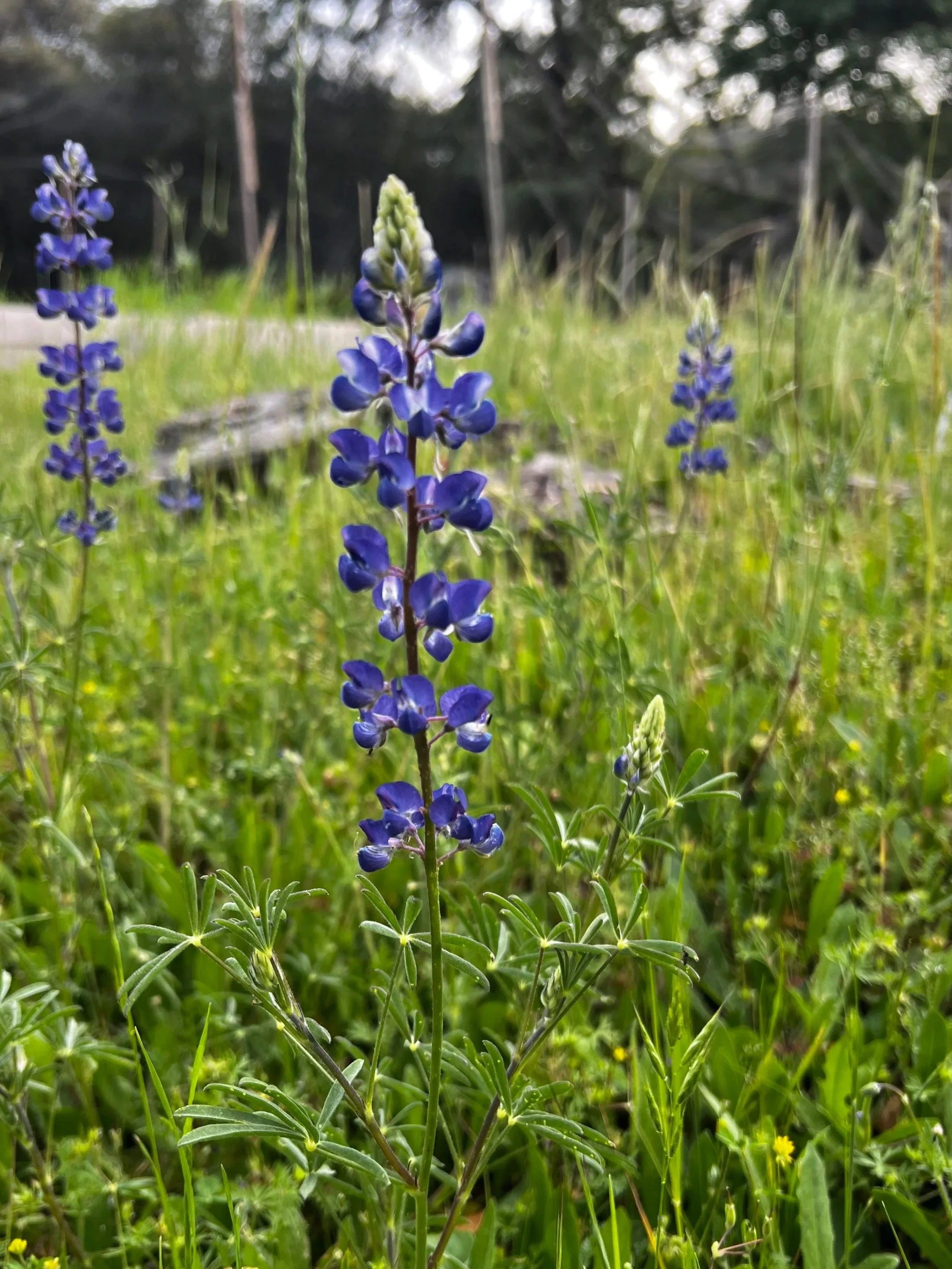 Lupine Flower Essence