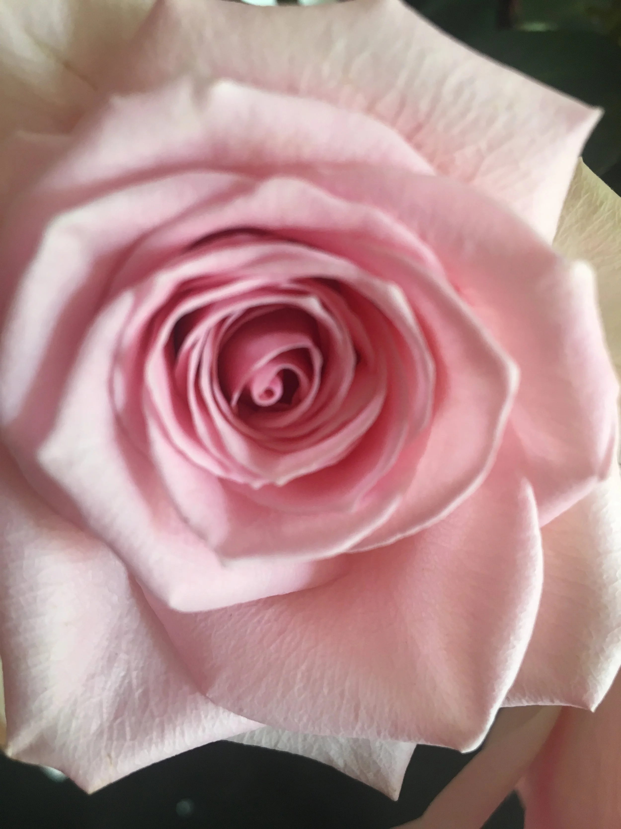 Rose Reiki