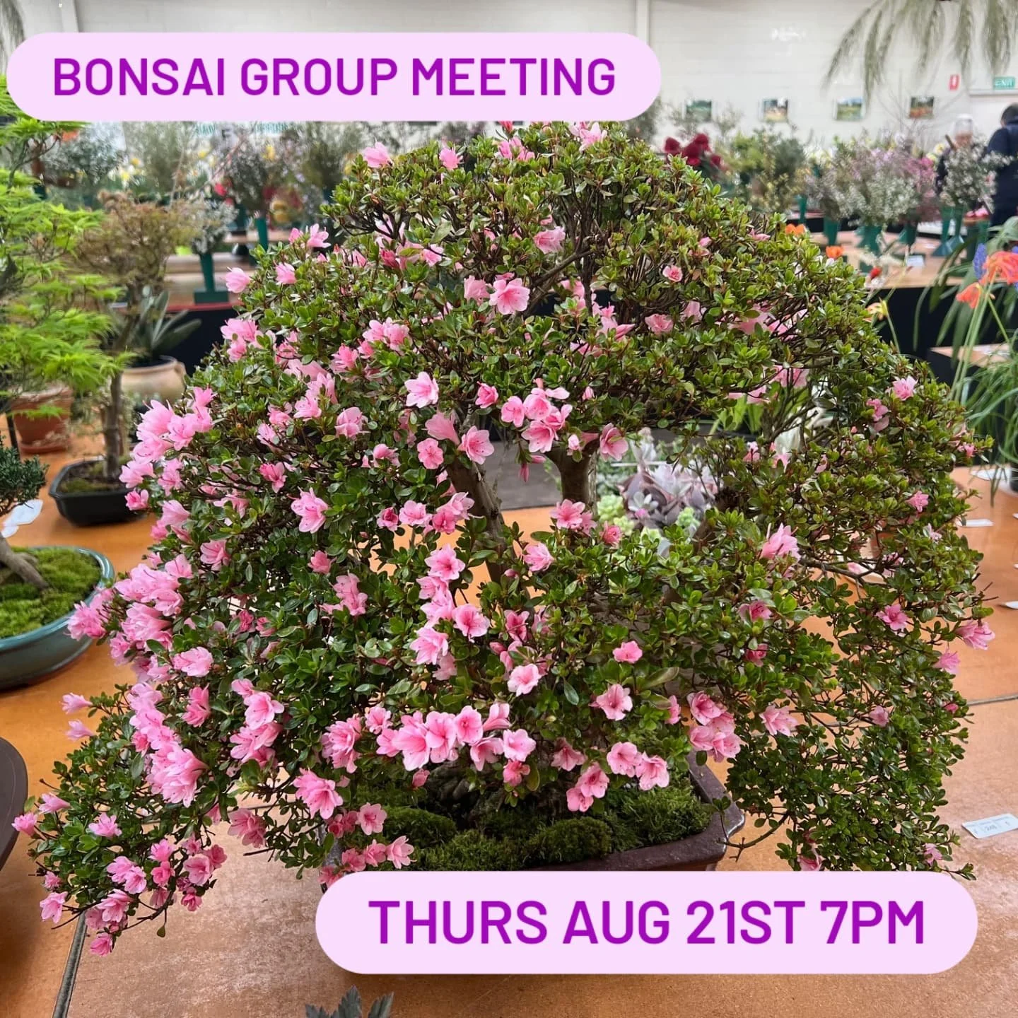 FCHS Bonsai Group Meeting and workshop 

Thursday 7.00pm 21 August

Featuring renowned Bonsai expert Rob Tripodi @robbotripodi

All welcome!

- Beginners encouraged
- Free entry
- Hands-on workshop
- Bring your secateurs
- Plants and materials provid