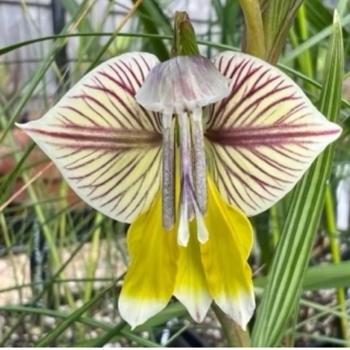 Our friends at the @vicbulbsociety, have a wonderful speaker at their meeting tomorrow night, August 27.

Gilles Lardy @elthamgardengrub will be giving his incredibly informative talk on the genus Gladioli. Gilles will discuss the distribution of spe