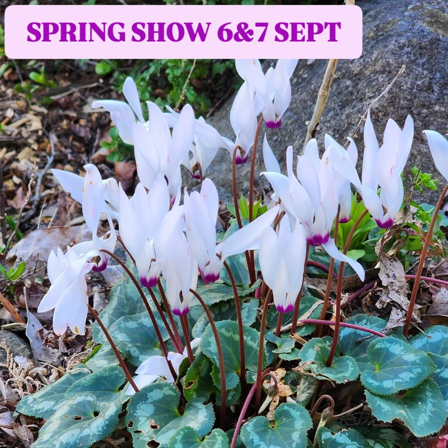Just a taste of the little treasures flowering in the garden at FCHS, and some prize-winning entries at our previous shows!

Our Flower Hall will be a breathtaking experience with our floor garden, stunning daffodils, camellias, natives, hanging and 