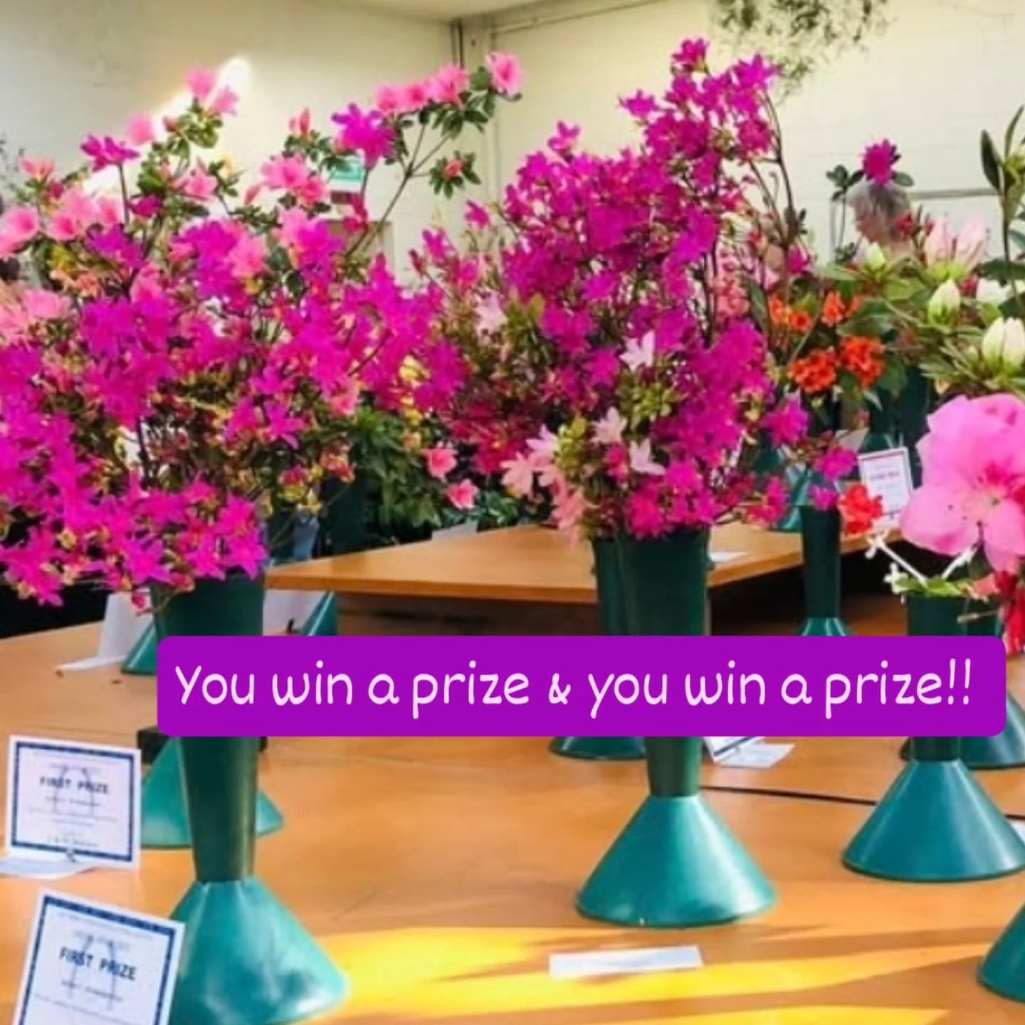 Just a few of our prize winners at our Spring Show today.

We are open from 10 am to 4 pm again tomorrow and have restocked the sausage sizzle, as well as our kitchen with fresh sanwiches, homemade soups, and fresh scones!

Why not take Dad out for a