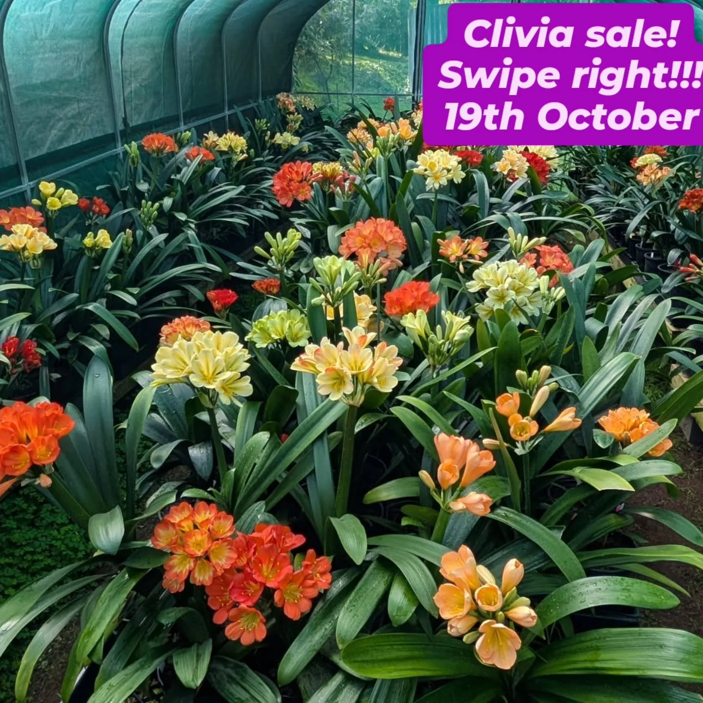 Don't miss this incredible opportunity to buy some stunning rare and collectable Clivias direct from the breeder; Peter Haeusler @petersclivias. 

There are so many plants in flower... a 
wide range of colours...and all coming into peak flowering!!

