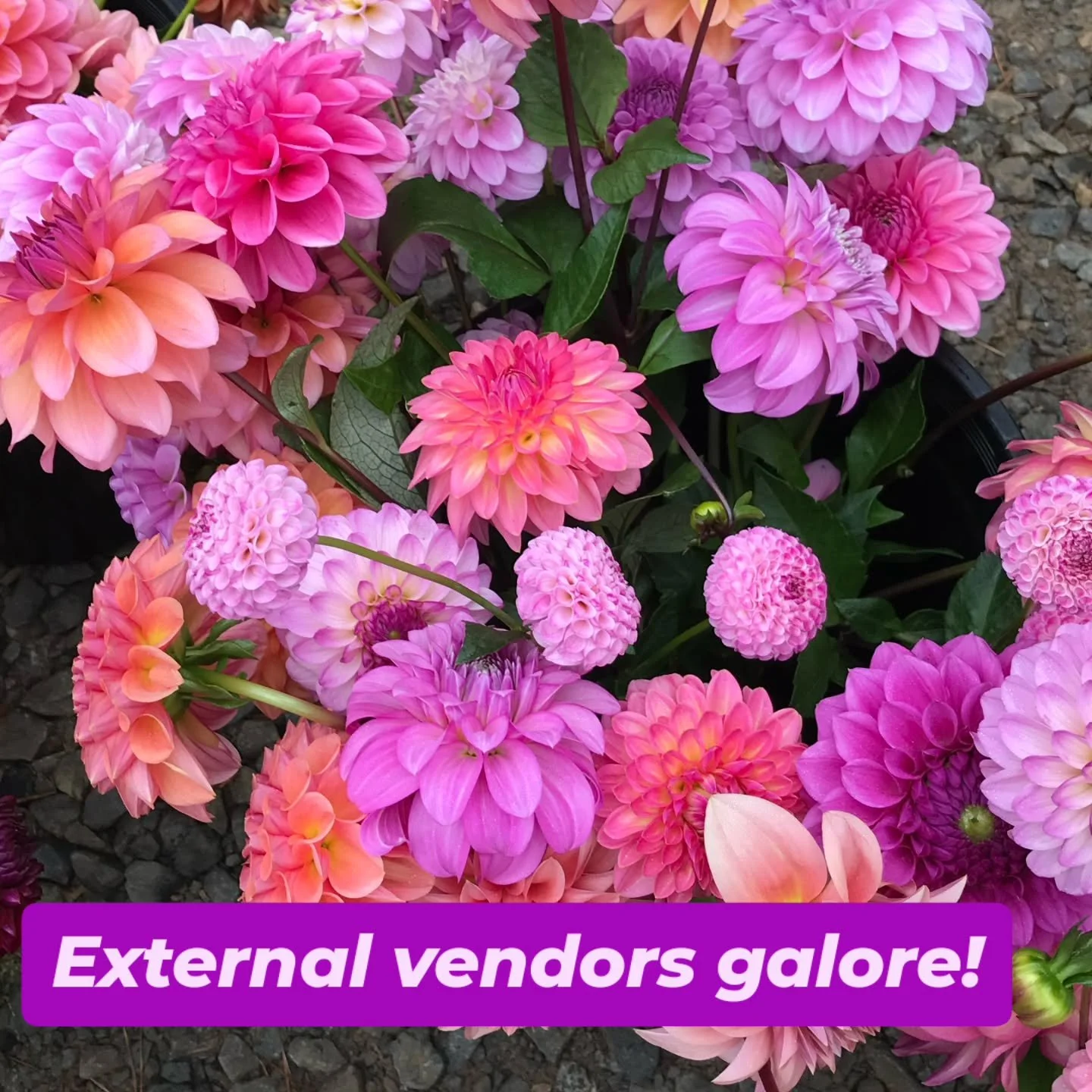 We have some wonderful vendors coming along to our Flower Festival on 25th &amp; 26th October.

Including some very healthy dahlia tubers from @yuulong_flower_farm, clivias from @petersclivias, peonies from @fresbrookpeonyfarm.

And a coffee cart on 
