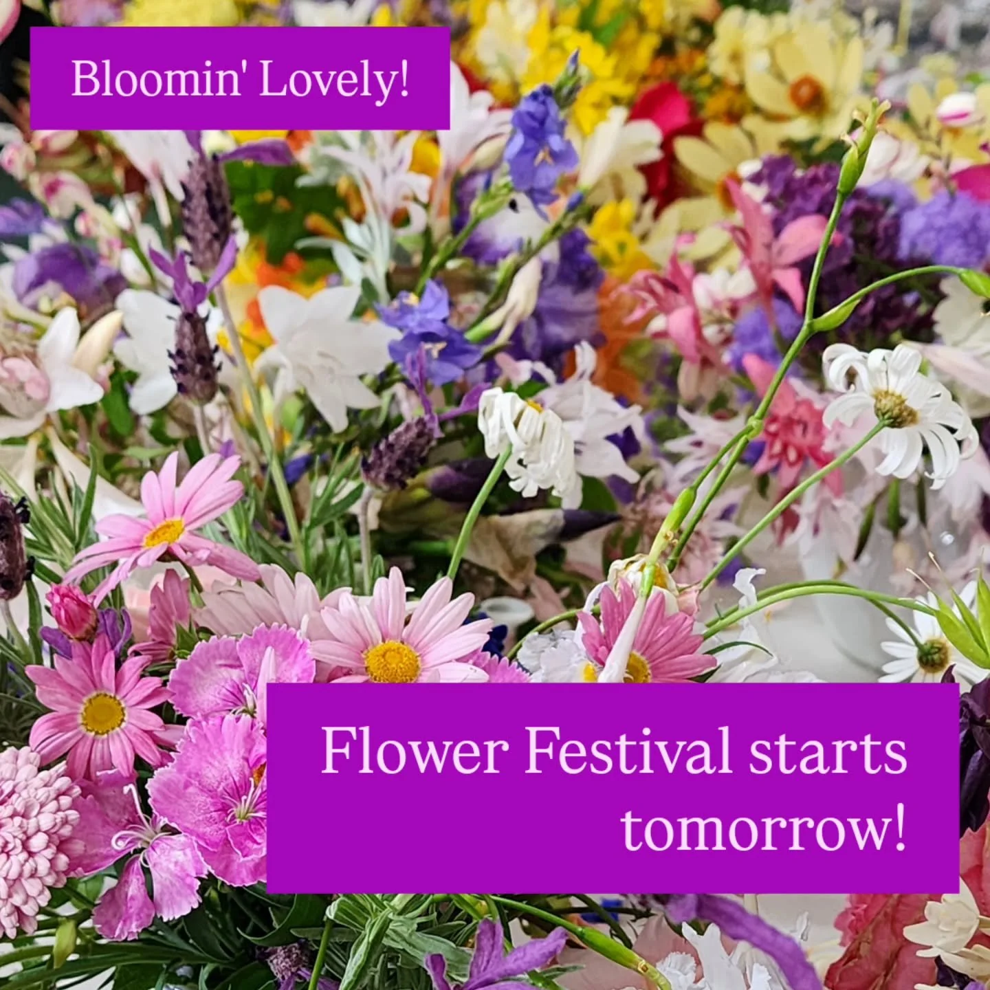See you at our Flower Festival! 

25th &amp; 26th Oct
Sat 12pm to 4pm
Sun 10am to 4pm

Some say it is the best of our events for the year. Come along and see what you think 💐

There will also be a huge range of plants for sale propagated from both o