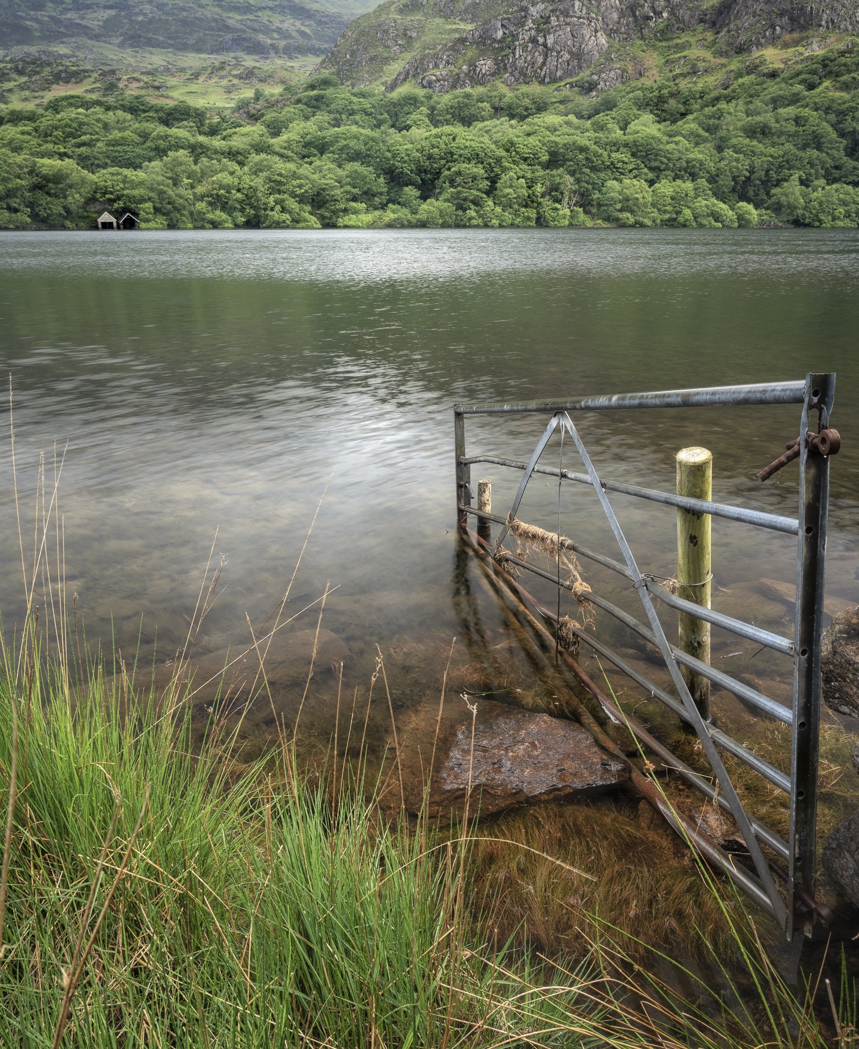 Partially submerged metal gate at the edge of a lake, surrounded by rocks and green grass in the foreground, with a forested hillside and small lake cabins in the background.