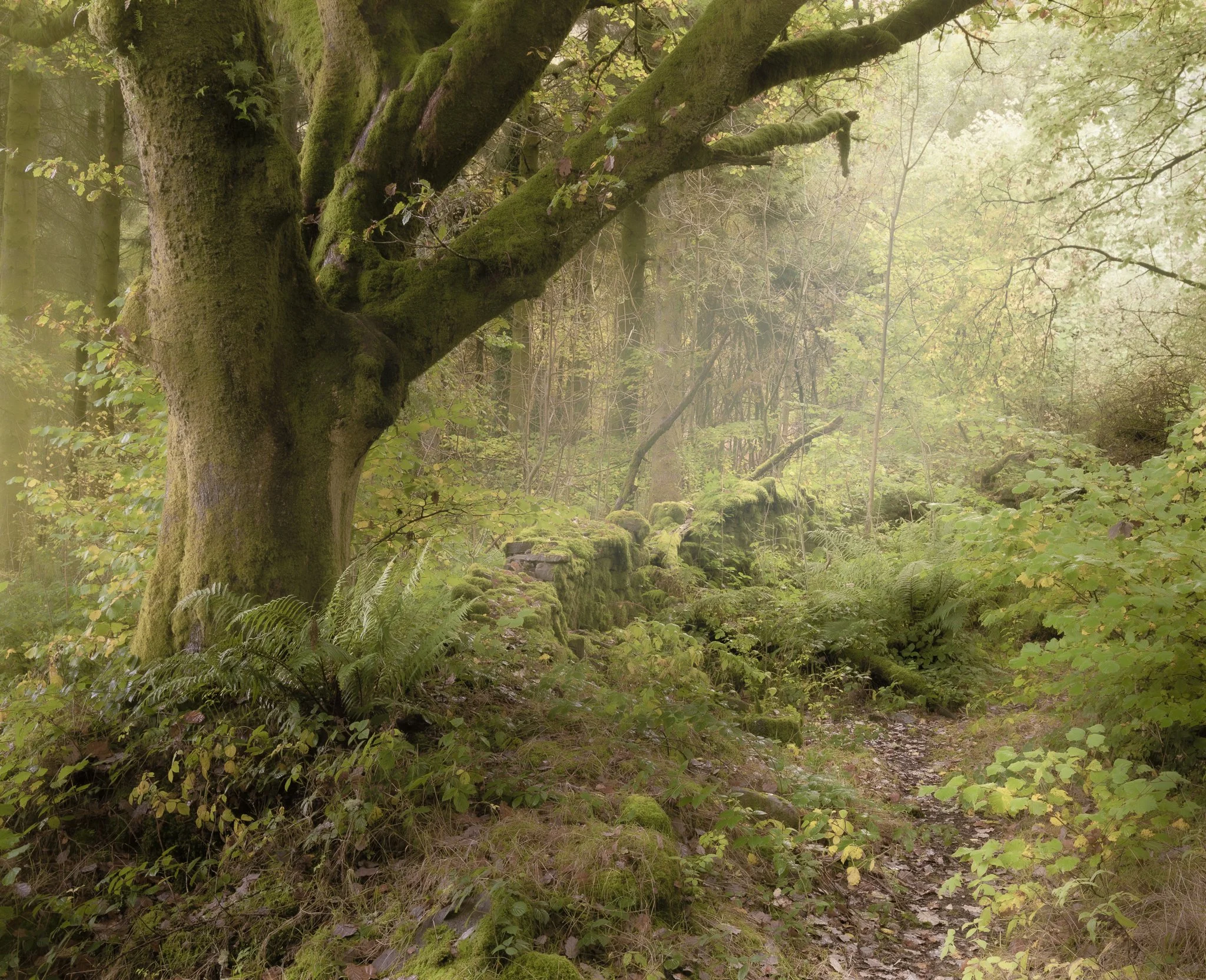 A moss-covered tree trunk and branches in a dense, foggy forest with lush greenery and a mossy stone wall along a dirt path.