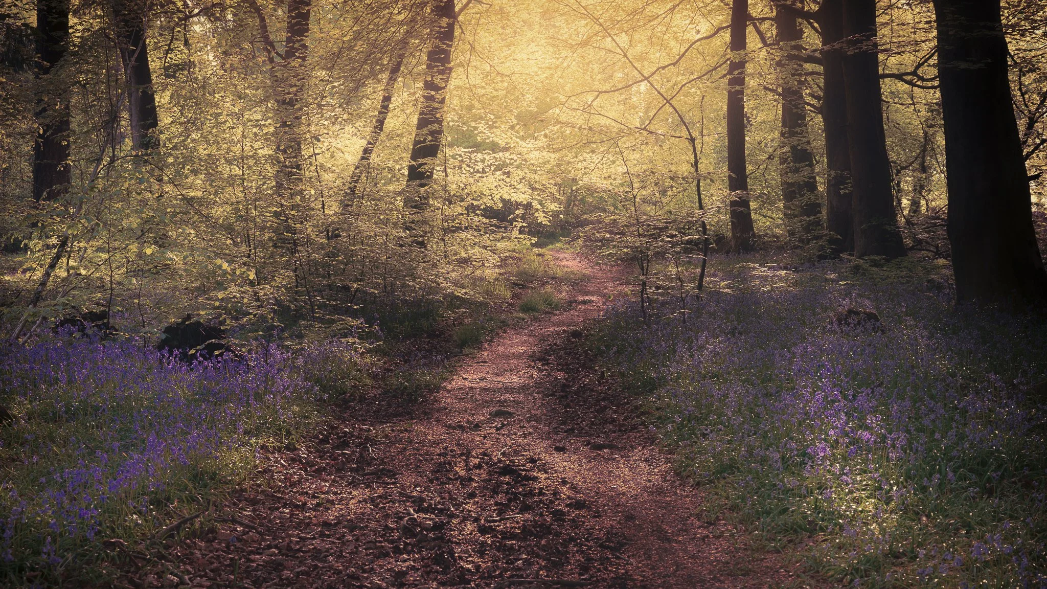 A forest path during sunset, surrounded by trees and purple flowers.