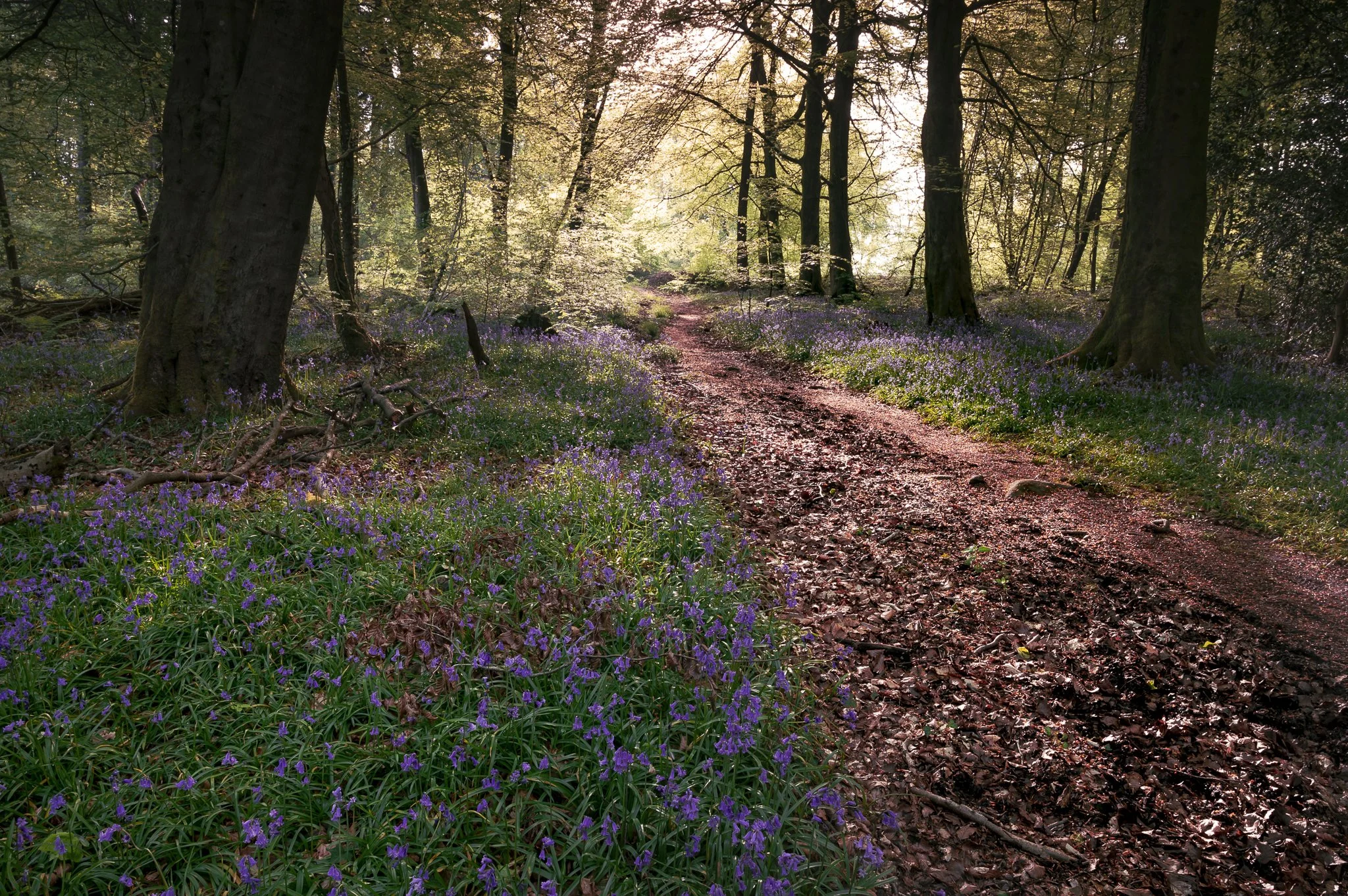 A forest trail during sunrise with trees, purple flowers along the sides, and a muddy path leading into the distance.