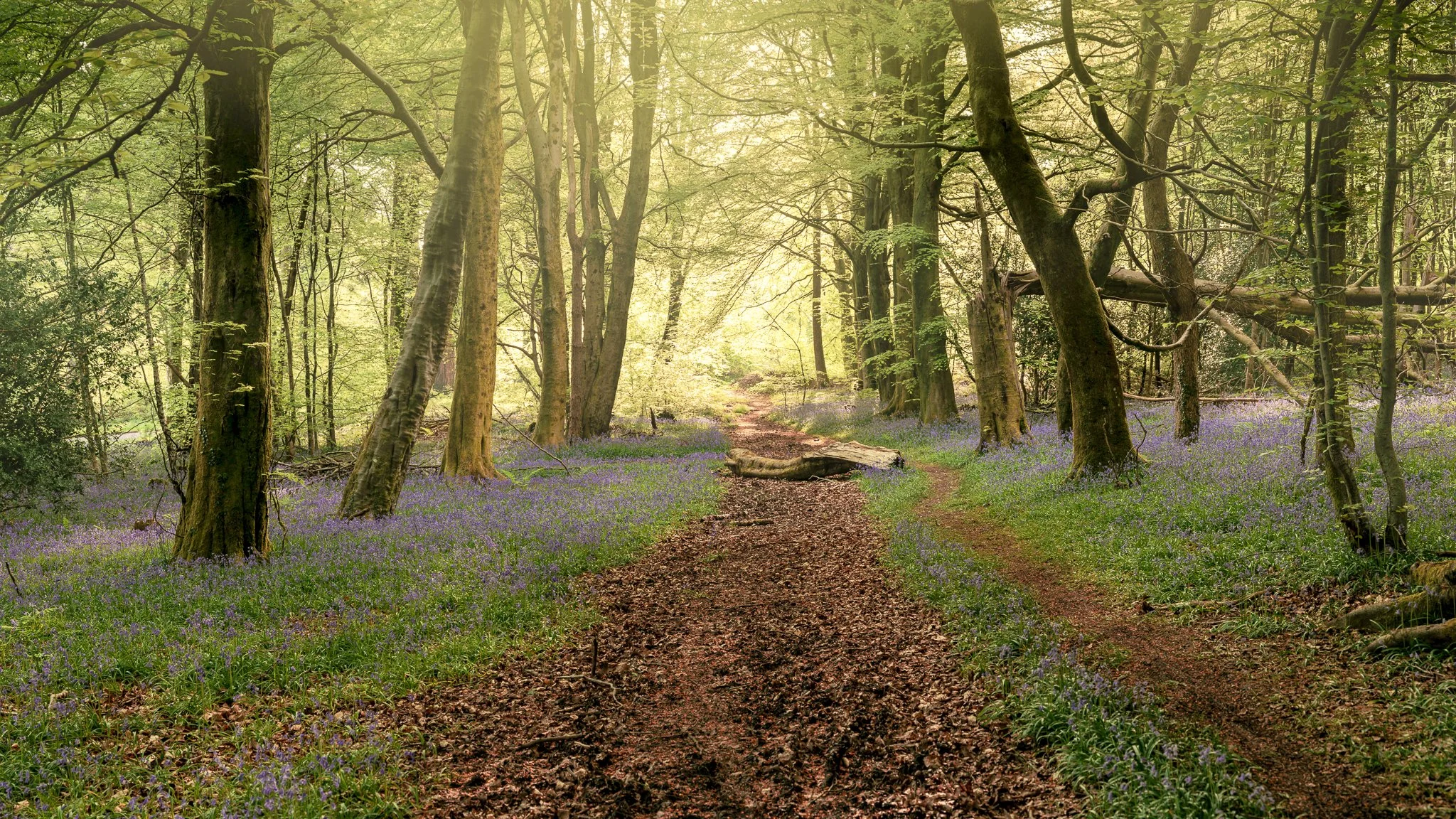 Sunlit forest with a dirt path covered in fallen leaves, lined with purple flowers and tall trees with green leaves.