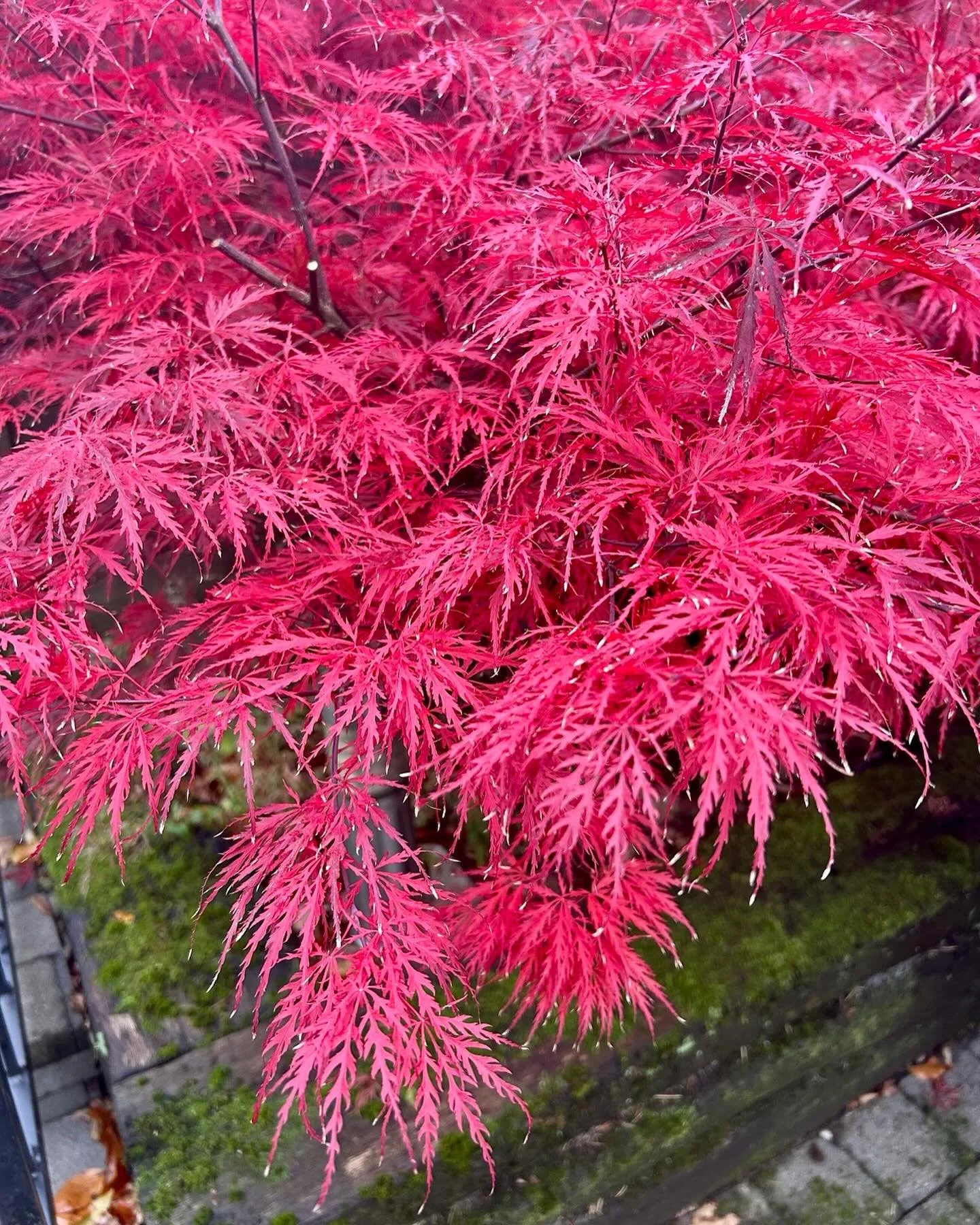 This colour! 🍁🍂