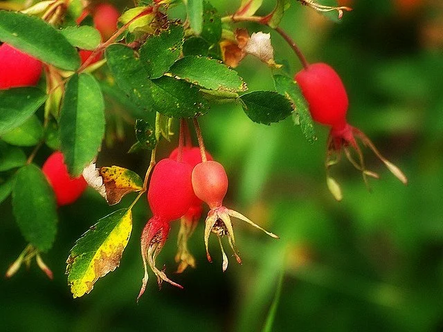 rosehip.jpg