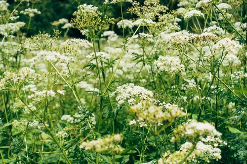 Common Camas — Salish Harvest