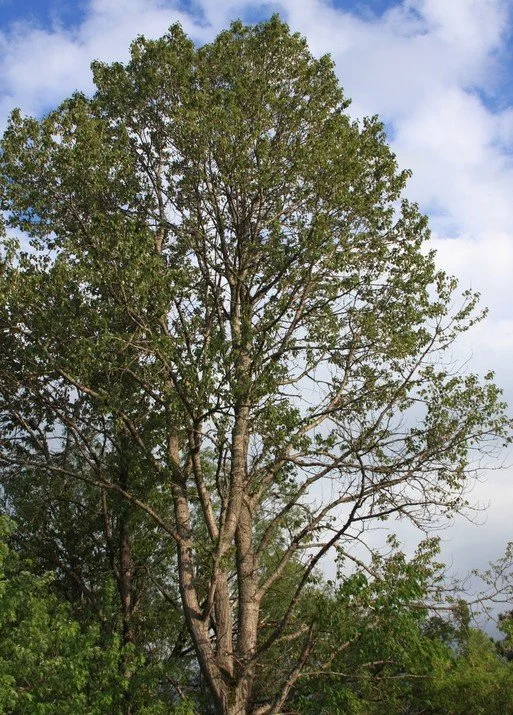 Cottonwood