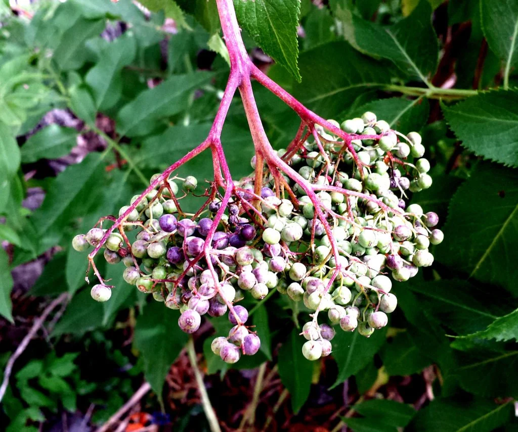 Red Elderberry