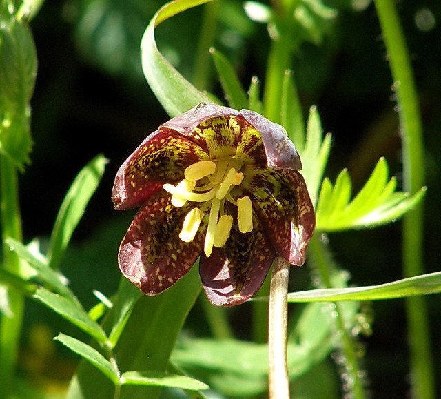 Chocolate Lily