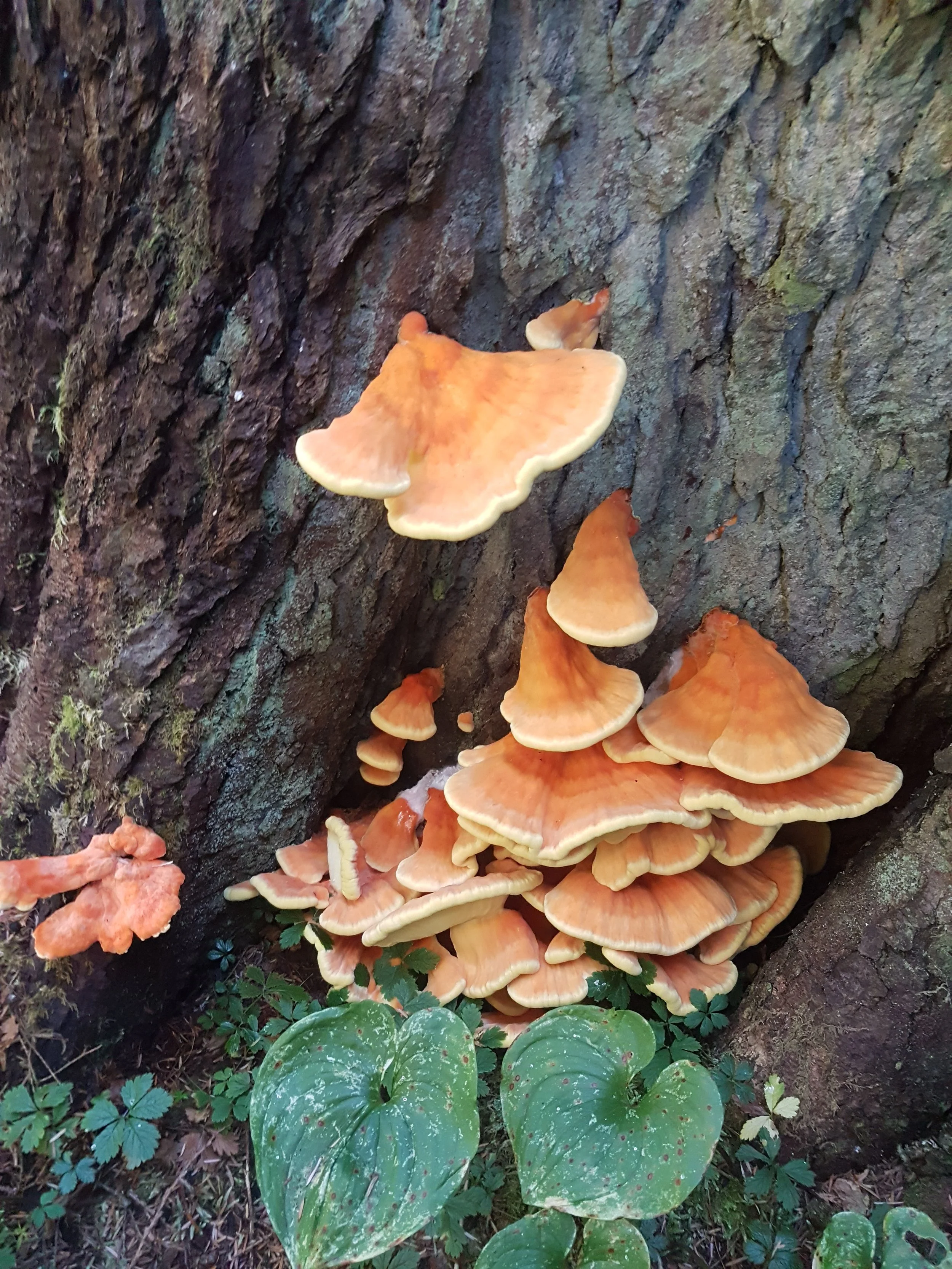Chicken of the Woods