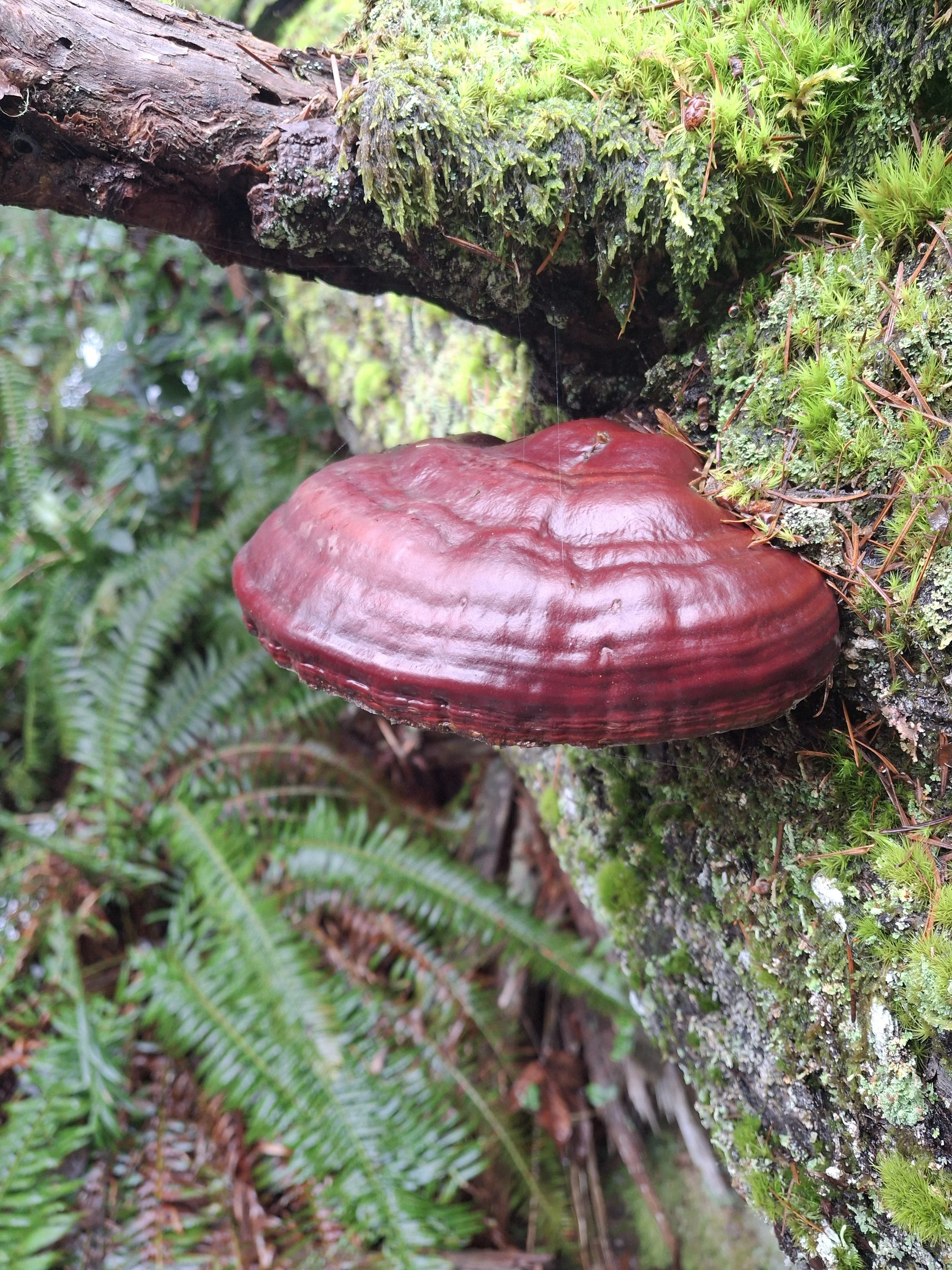 West Coast Reishi / Varnish Conk