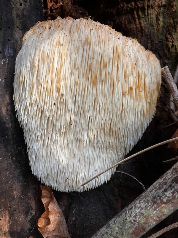 Lion’s Mane