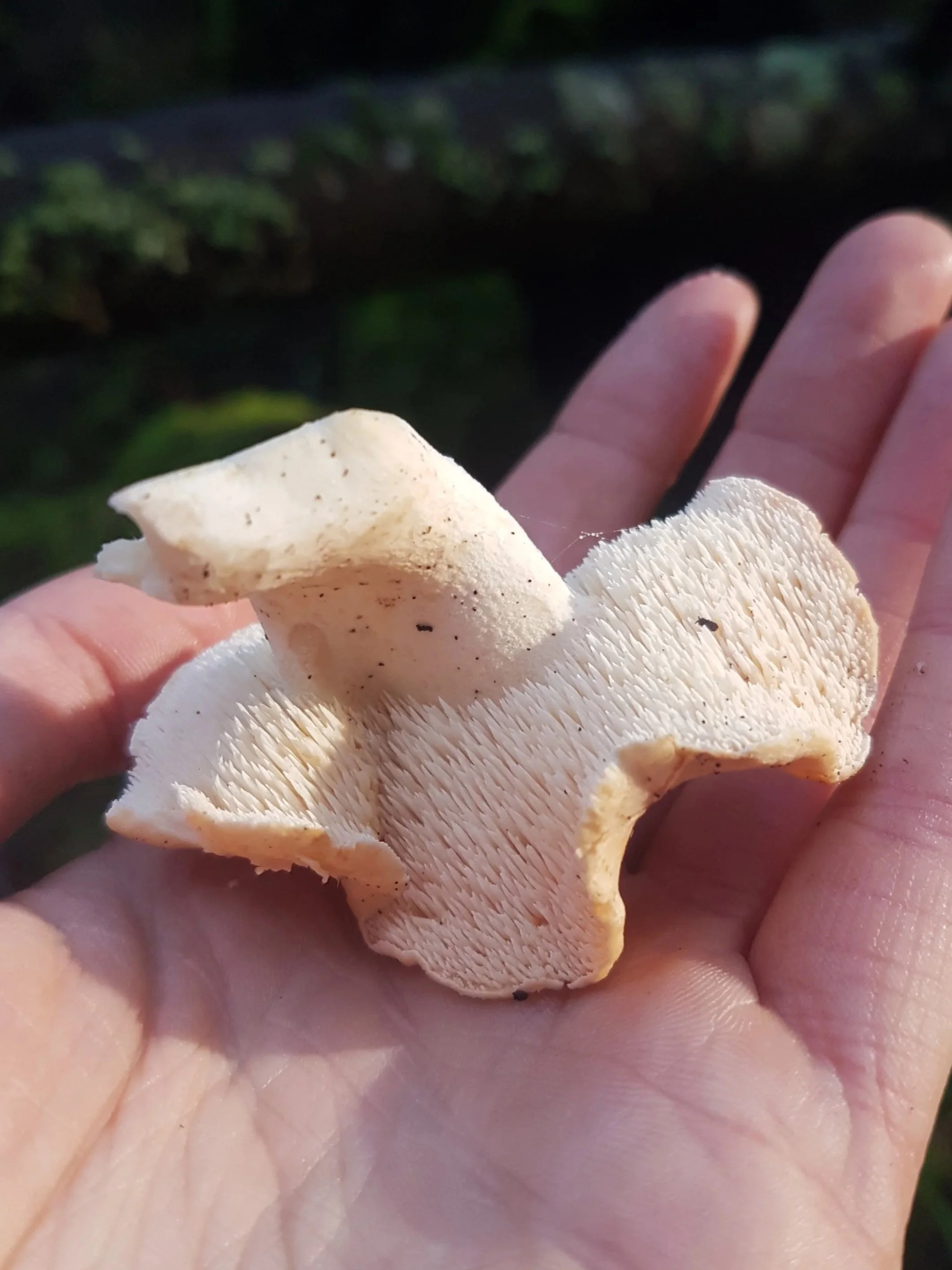 Hedgehog Mushroom / Bellybutton Hedgehog