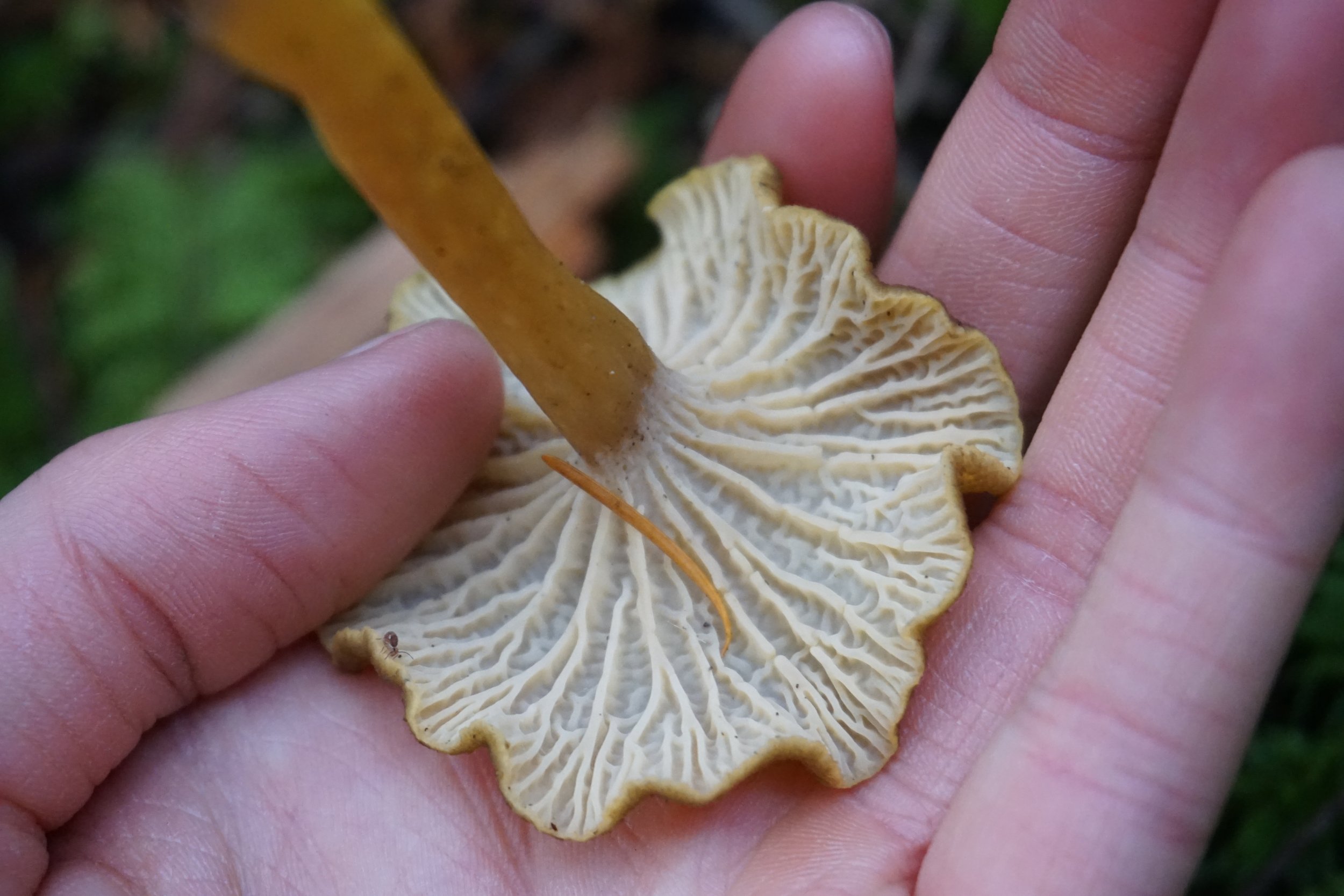 Yellow Foot / Winter Chantrelle