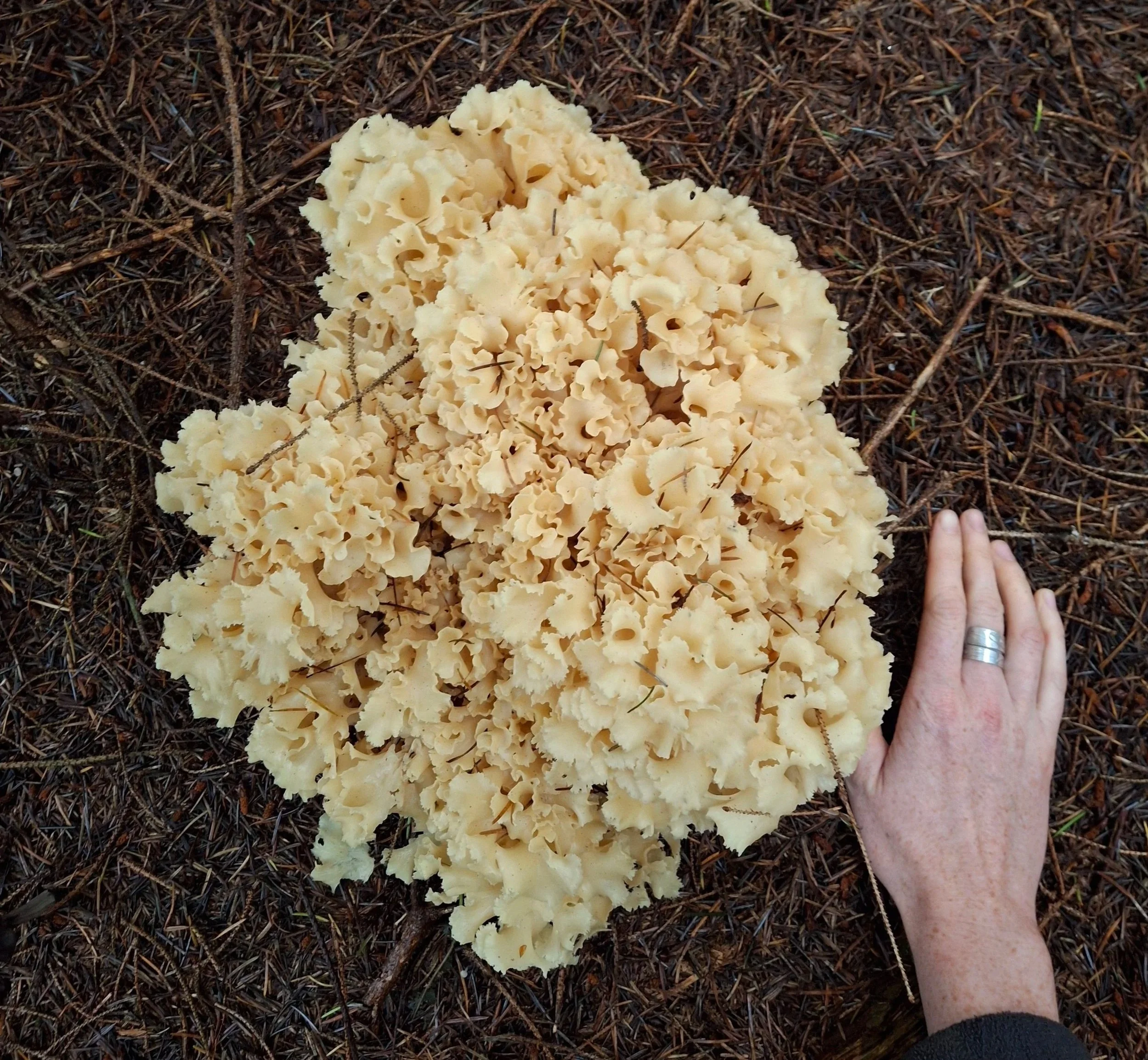 Cauliflower Mushroom
