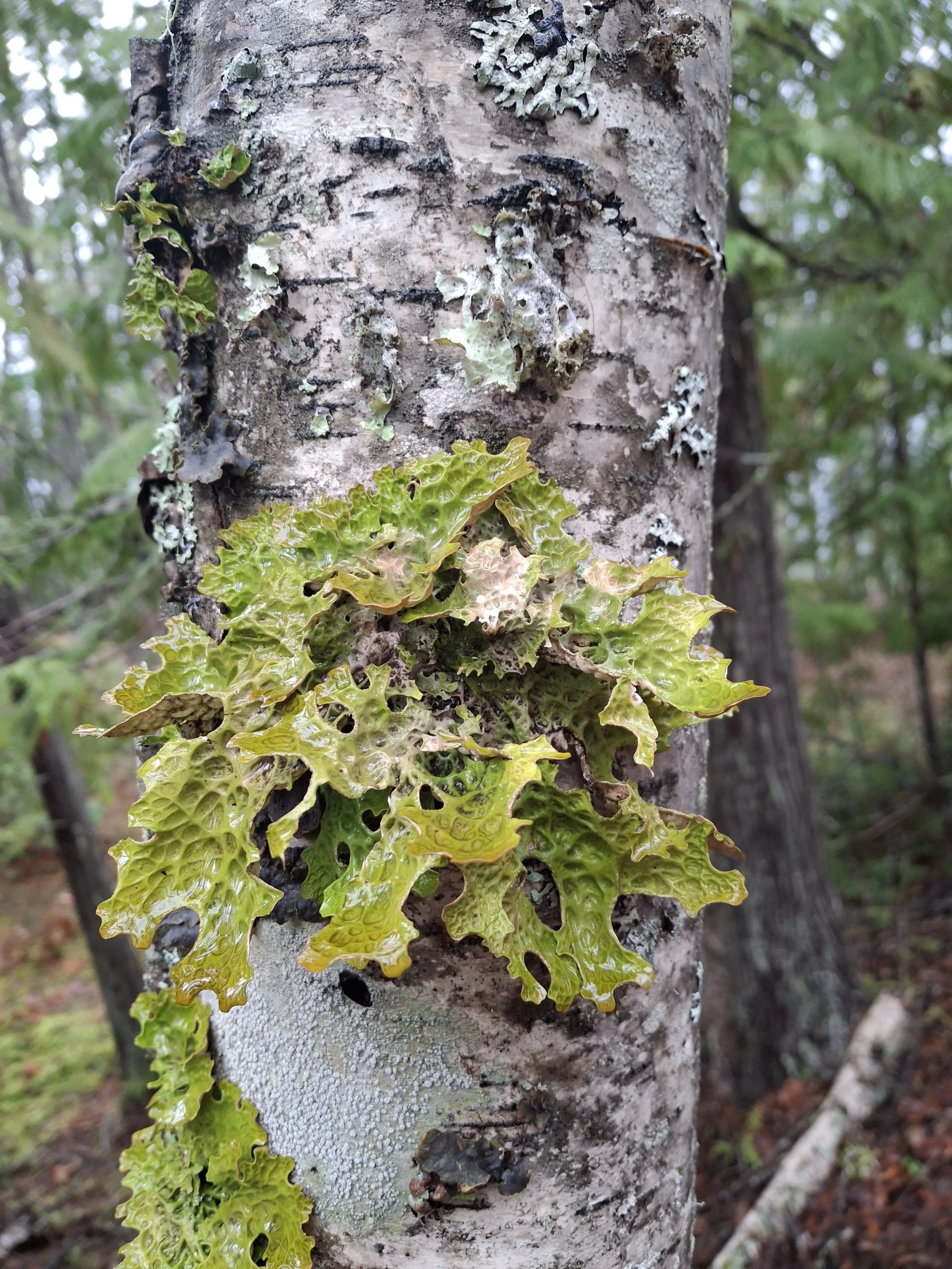 Lungwort Lichen