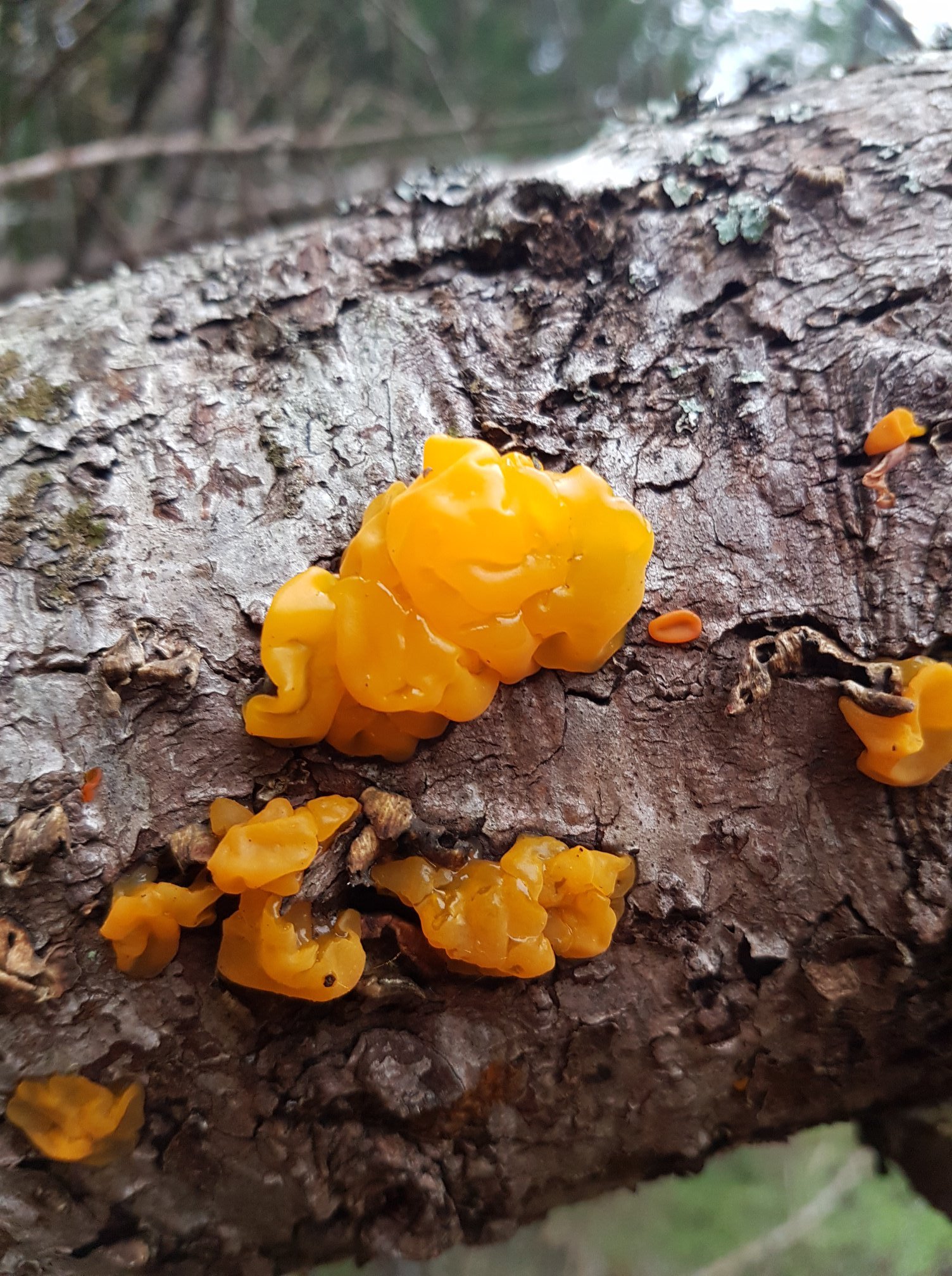 Witches Butter