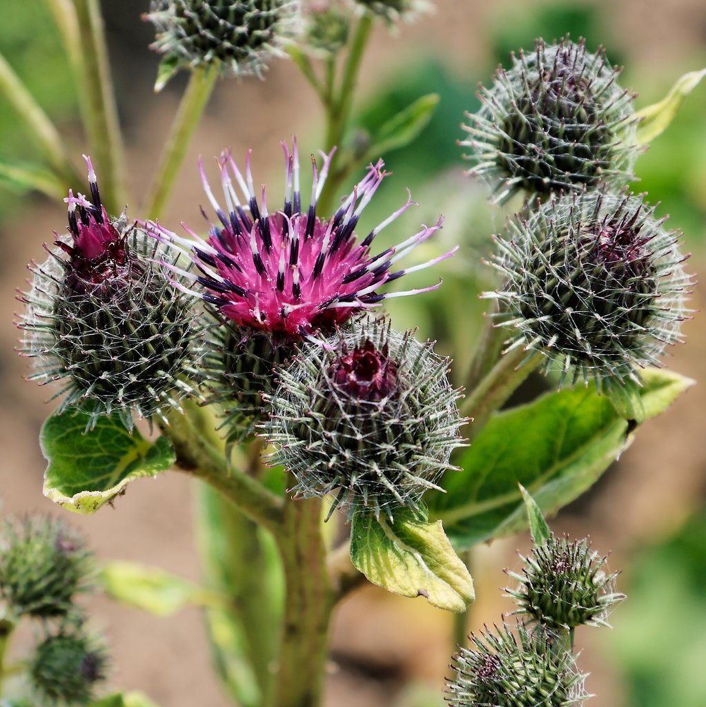 Burdock