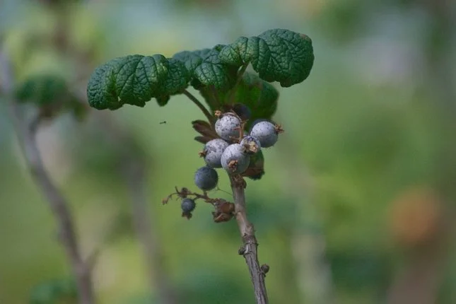 Black Currant