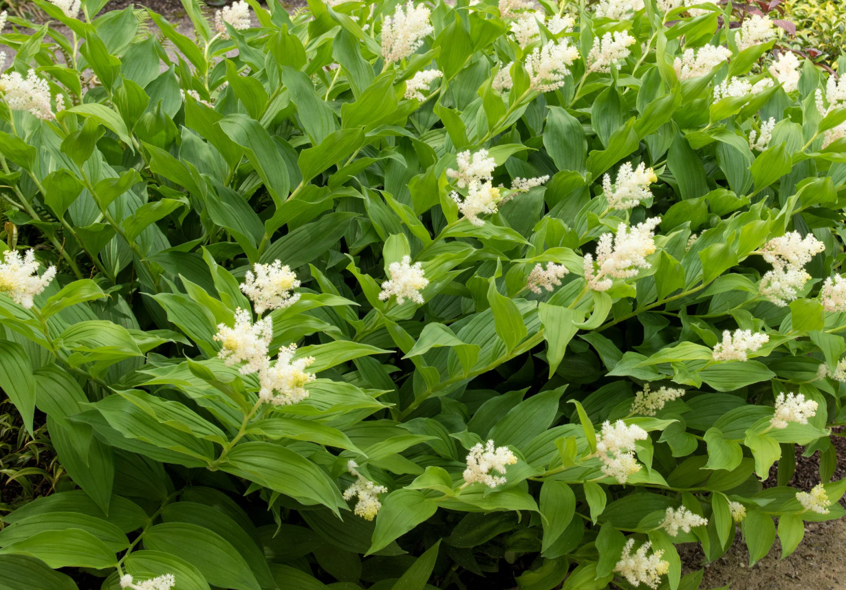 False Solomon’s Seal