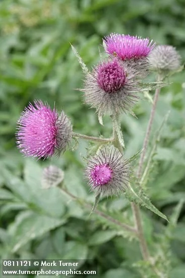 Edible Thistle and Short-styled Thistle