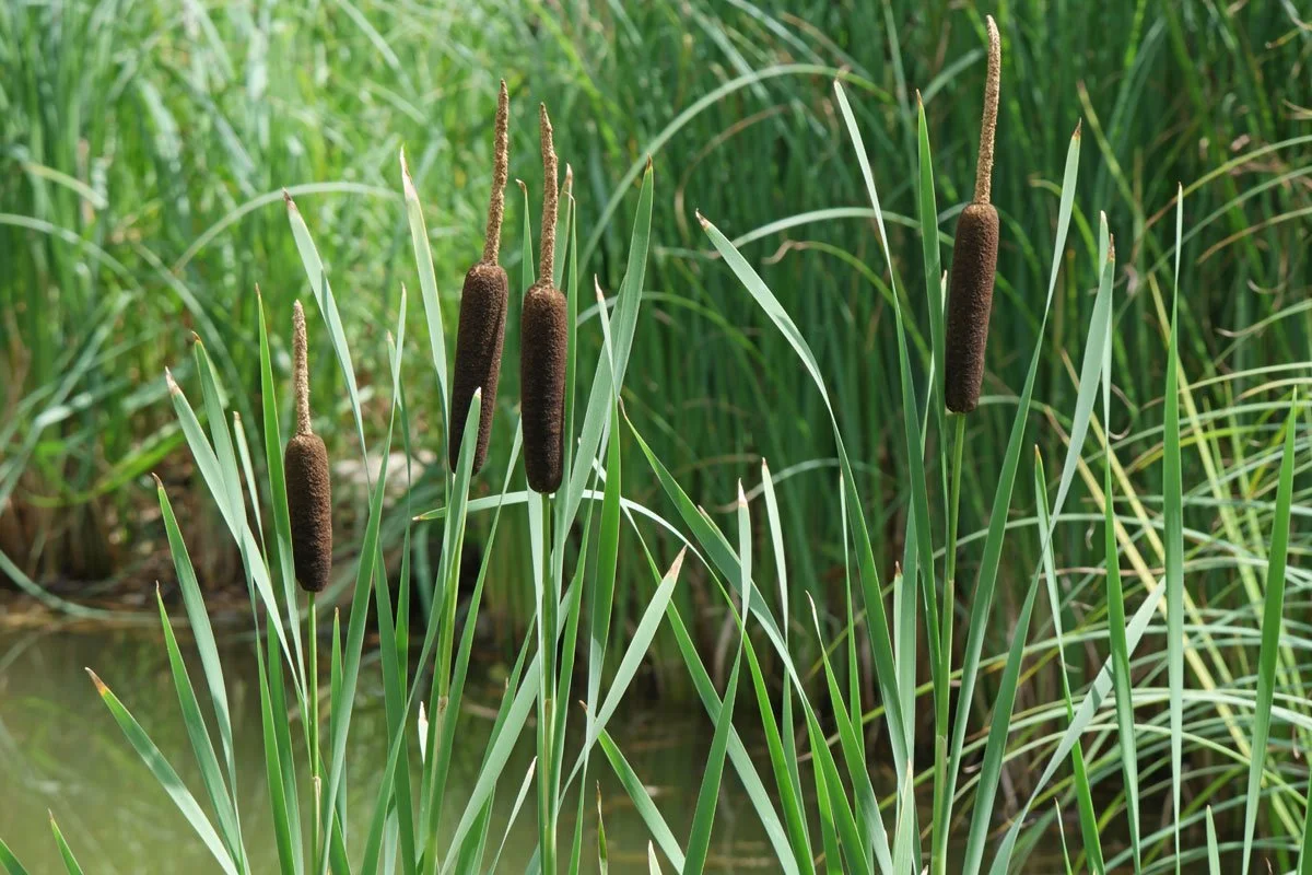 Cattail