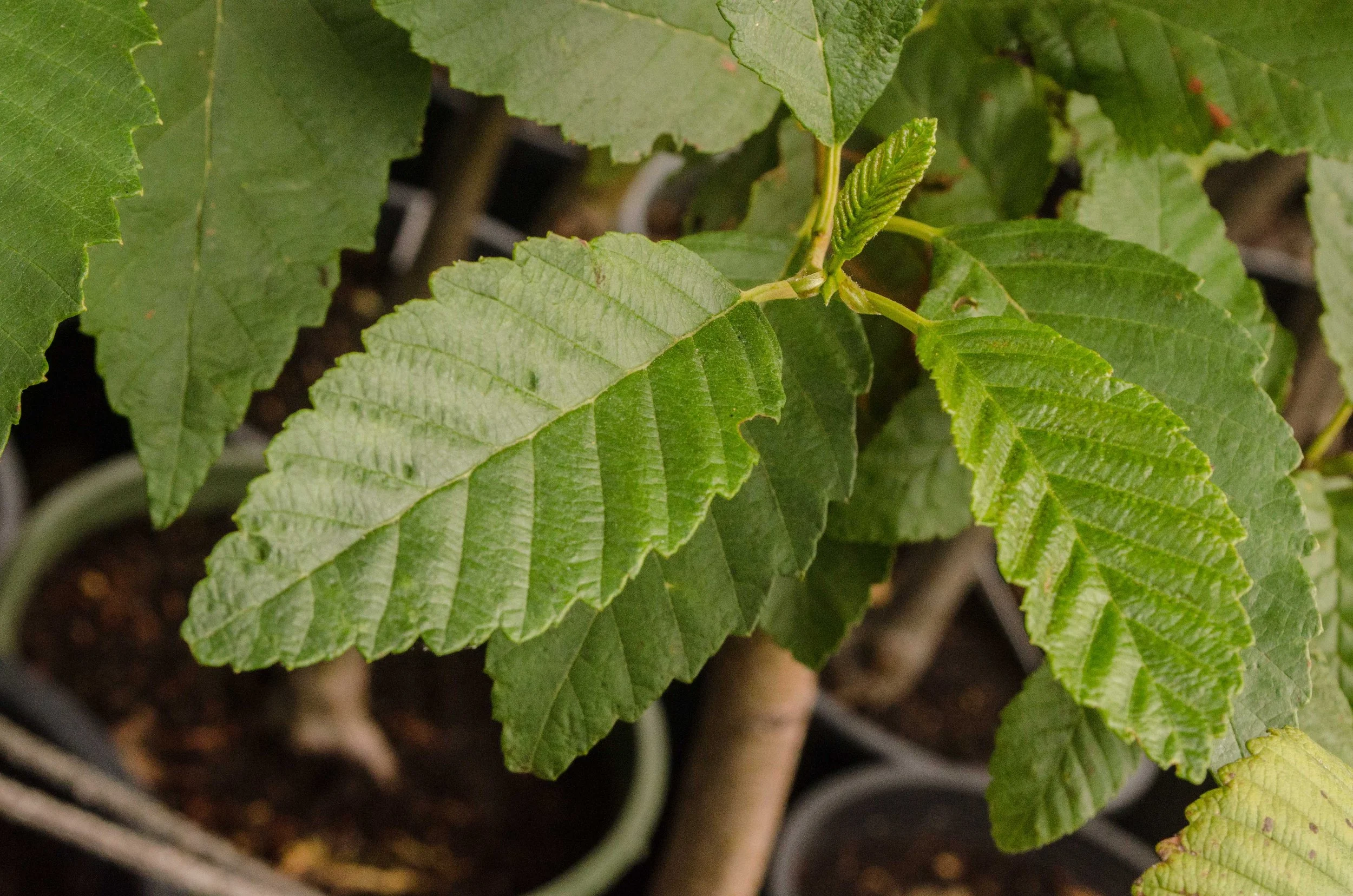 Red Alder
