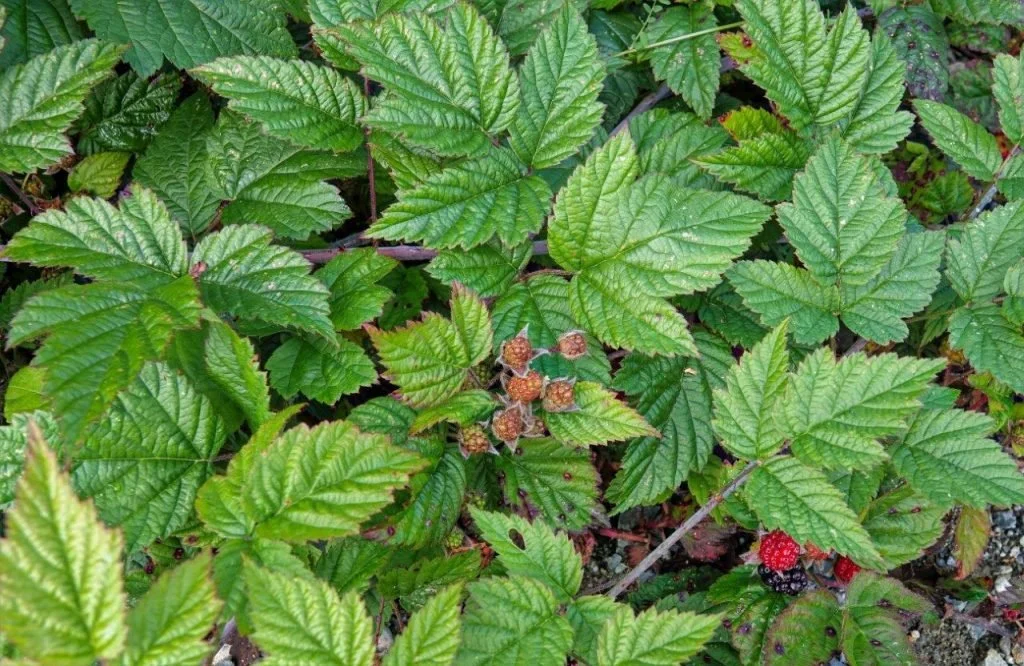 Trailing Blackberry