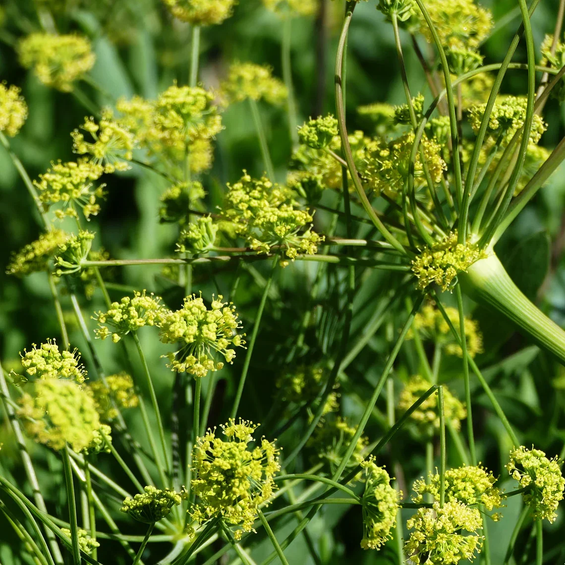 Barestem Desert Parsley
