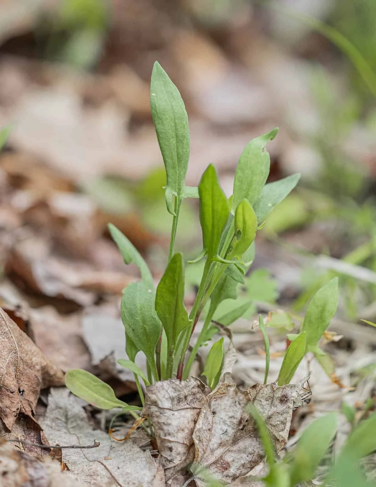 Sheep Sorrel