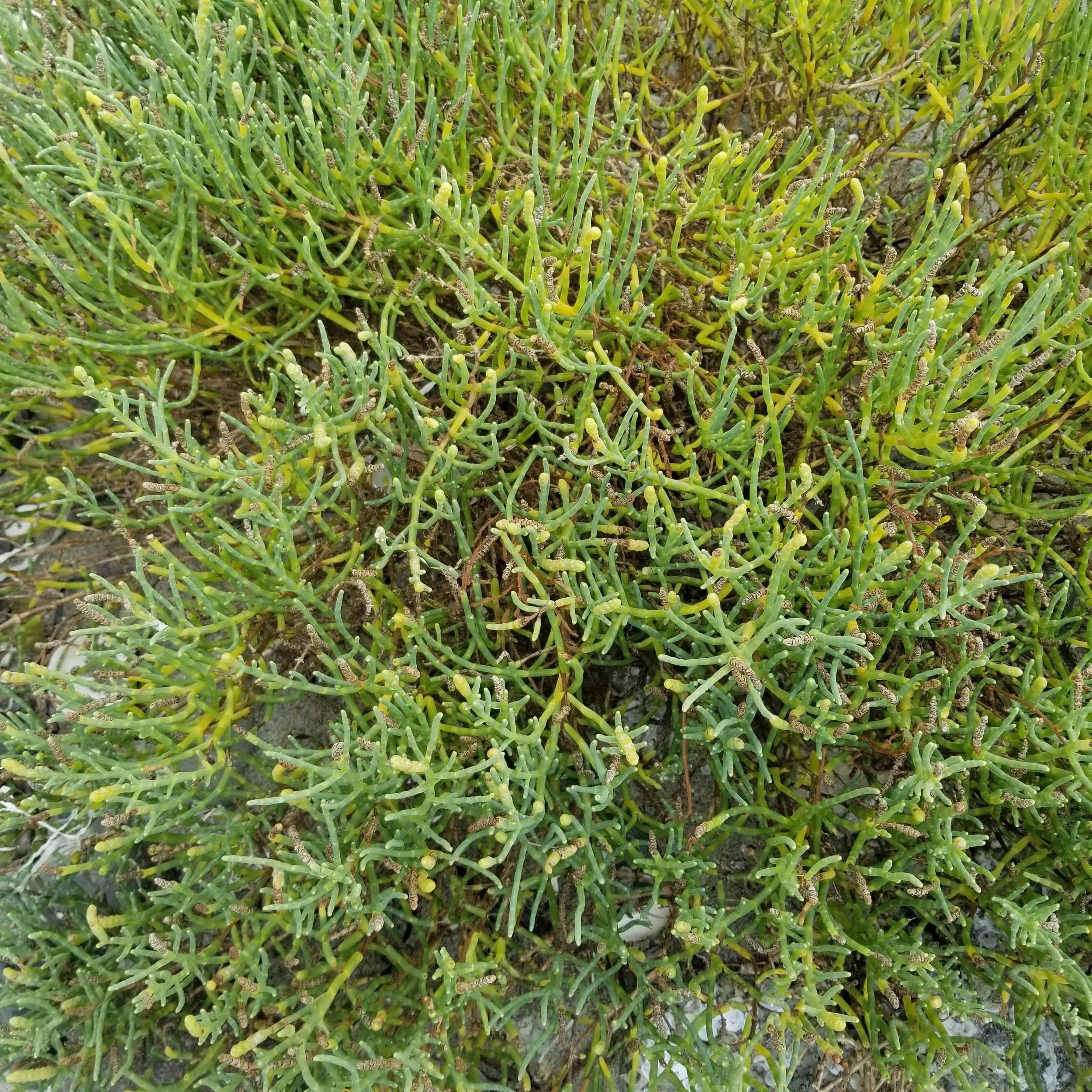 Sea Asparagus