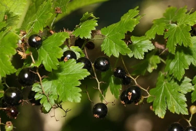 Black Gooseberry