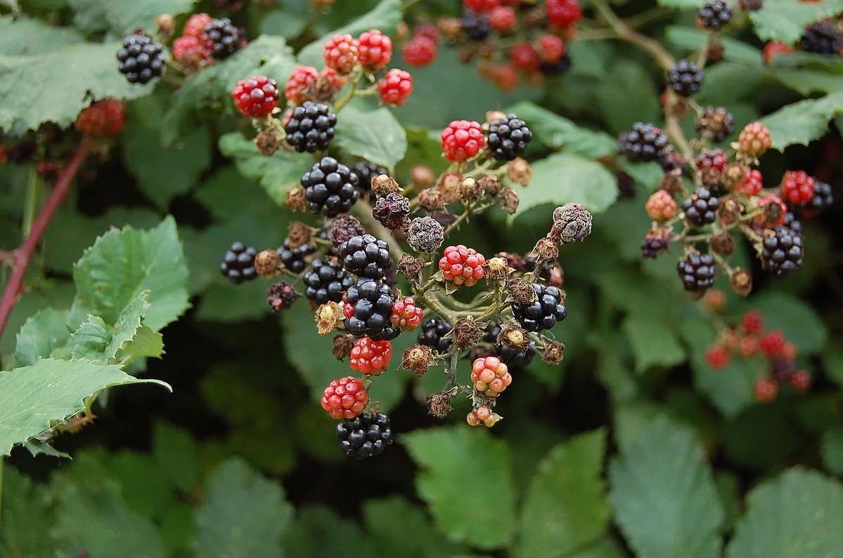 Himalayan Blackberry Dessert Flatbread