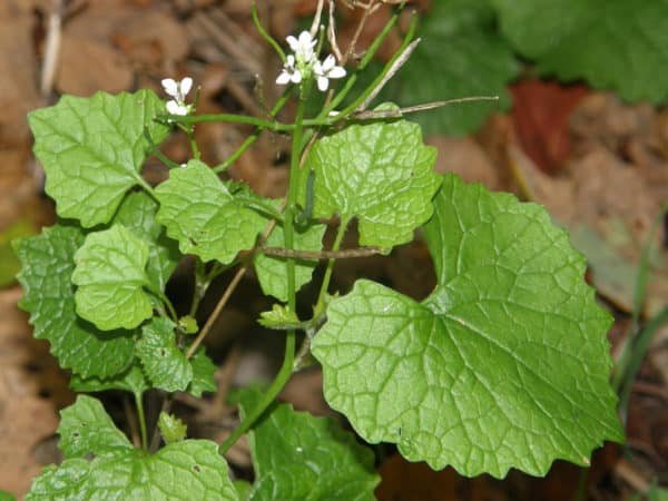 Garlic Mustard Mashed Potatoes