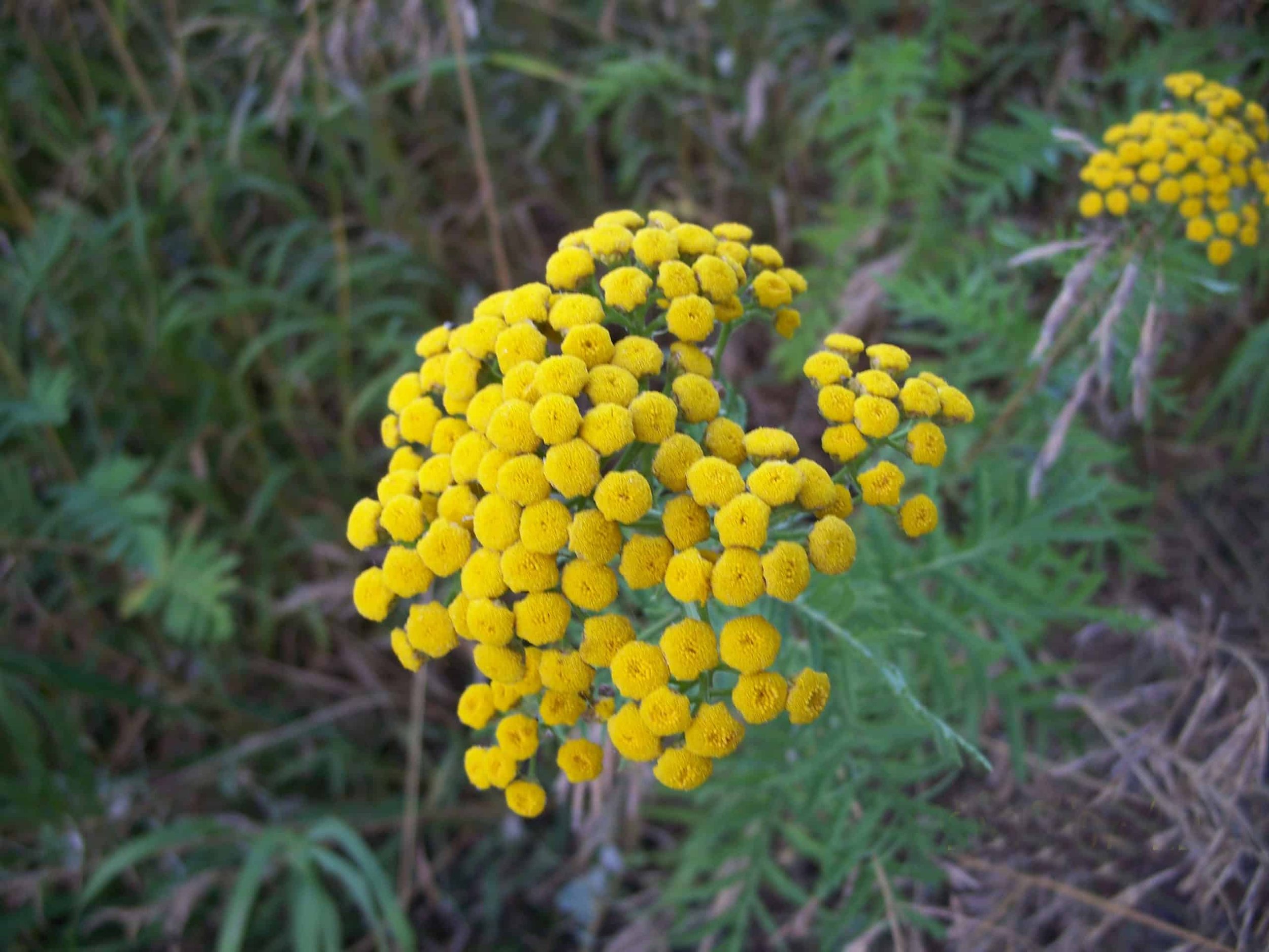 Tansy Bug Repellant 