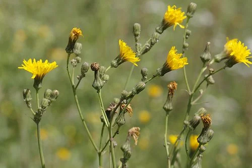 Field Sow Thistle and Artichoke Dip (vegetarian)