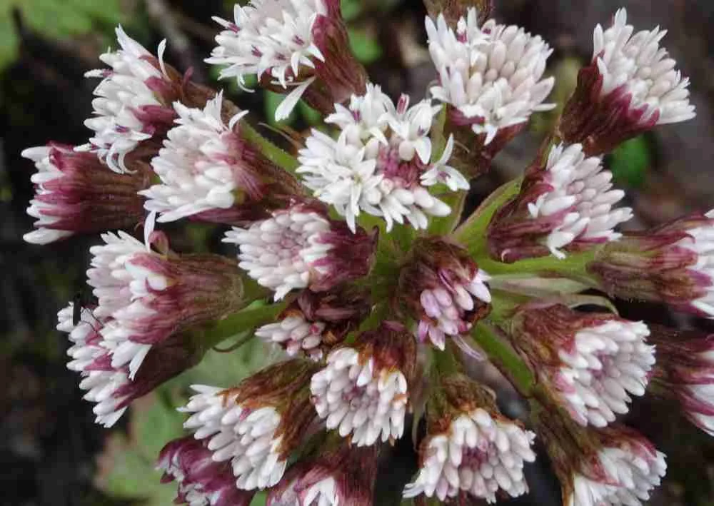 Coltsfoot Wine (vegan)