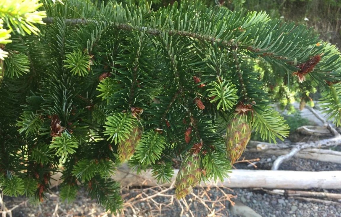 Douglas-Fir