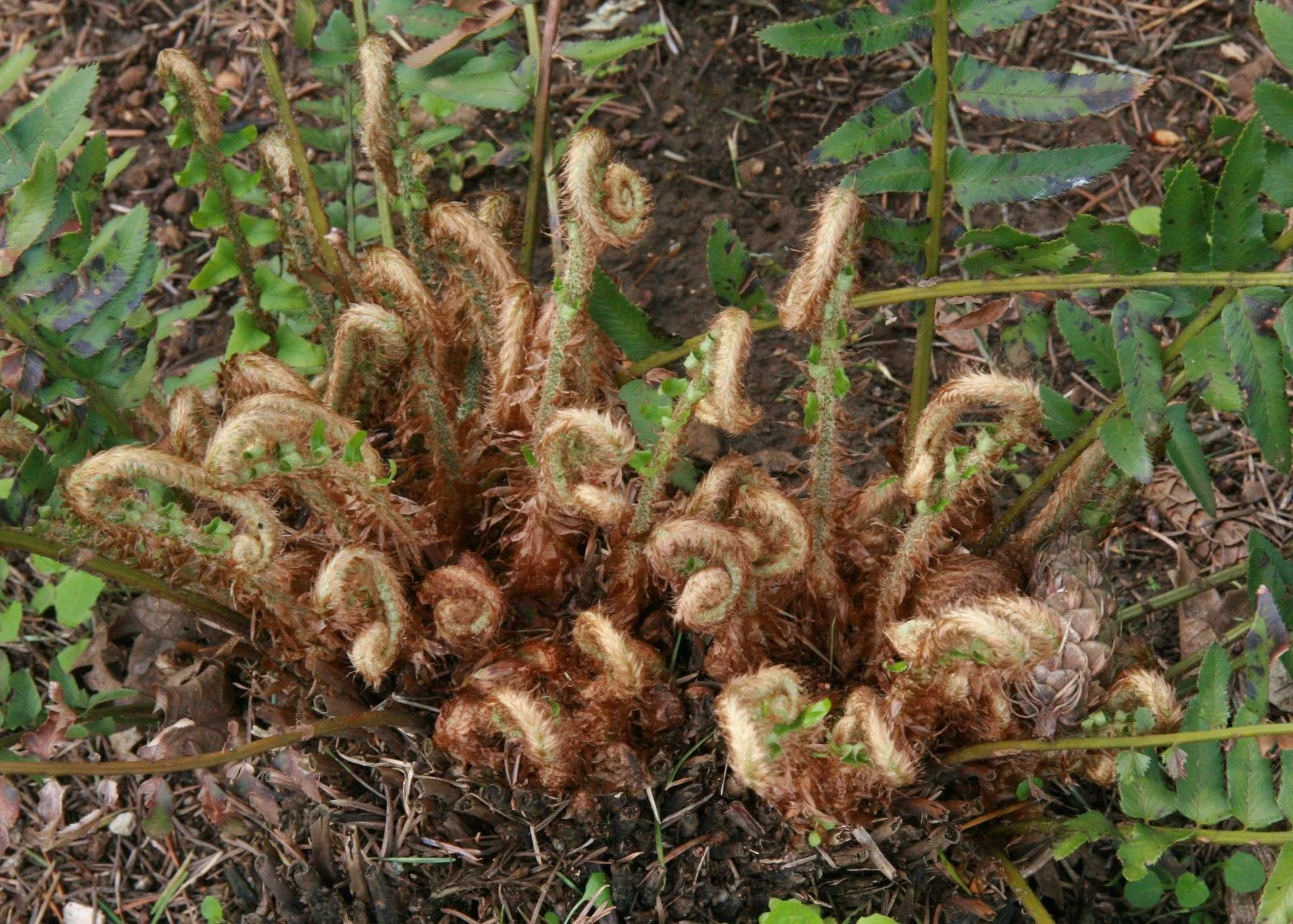 Sword Fern
